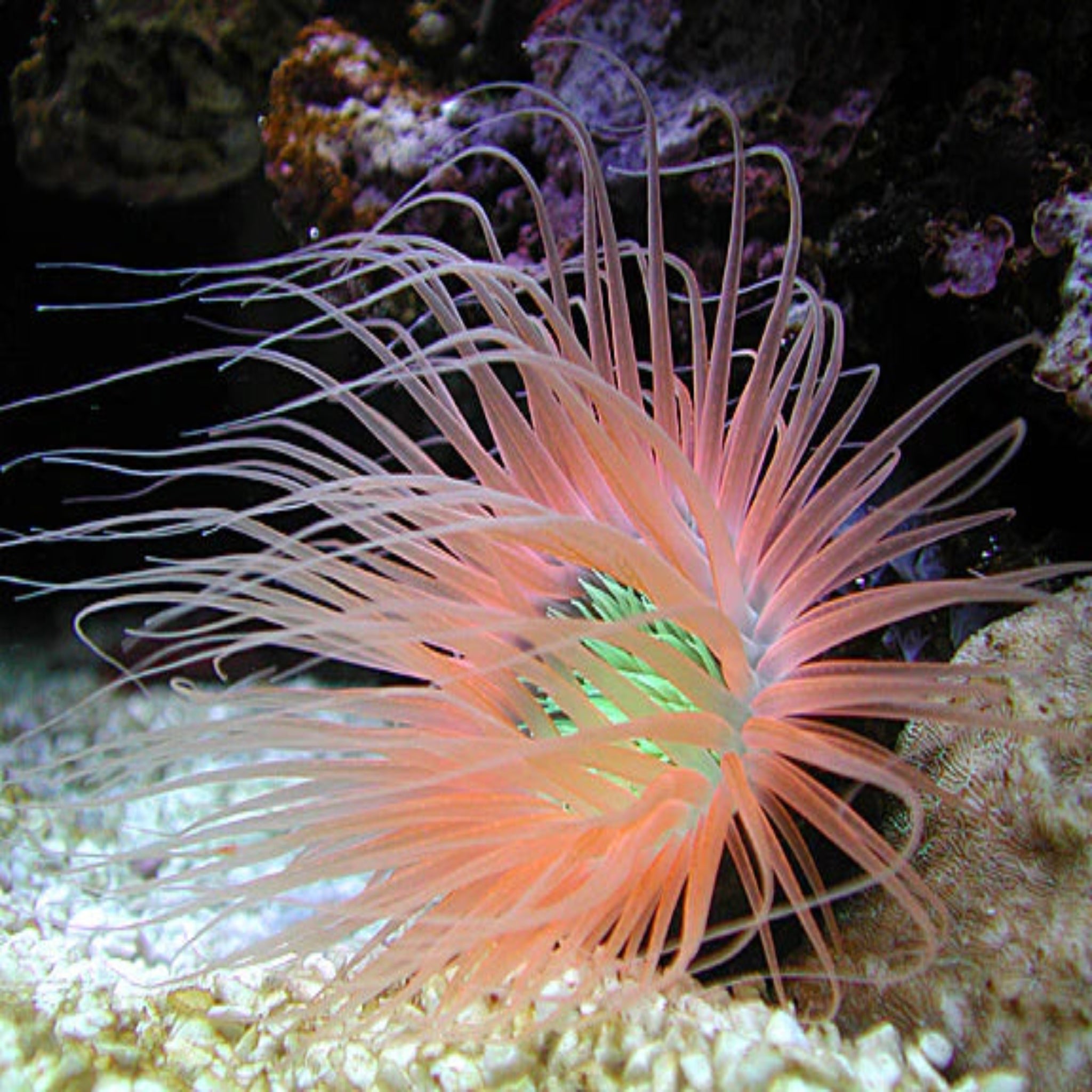 Orange Tube Anemone- Cerianthus - Aqua Group