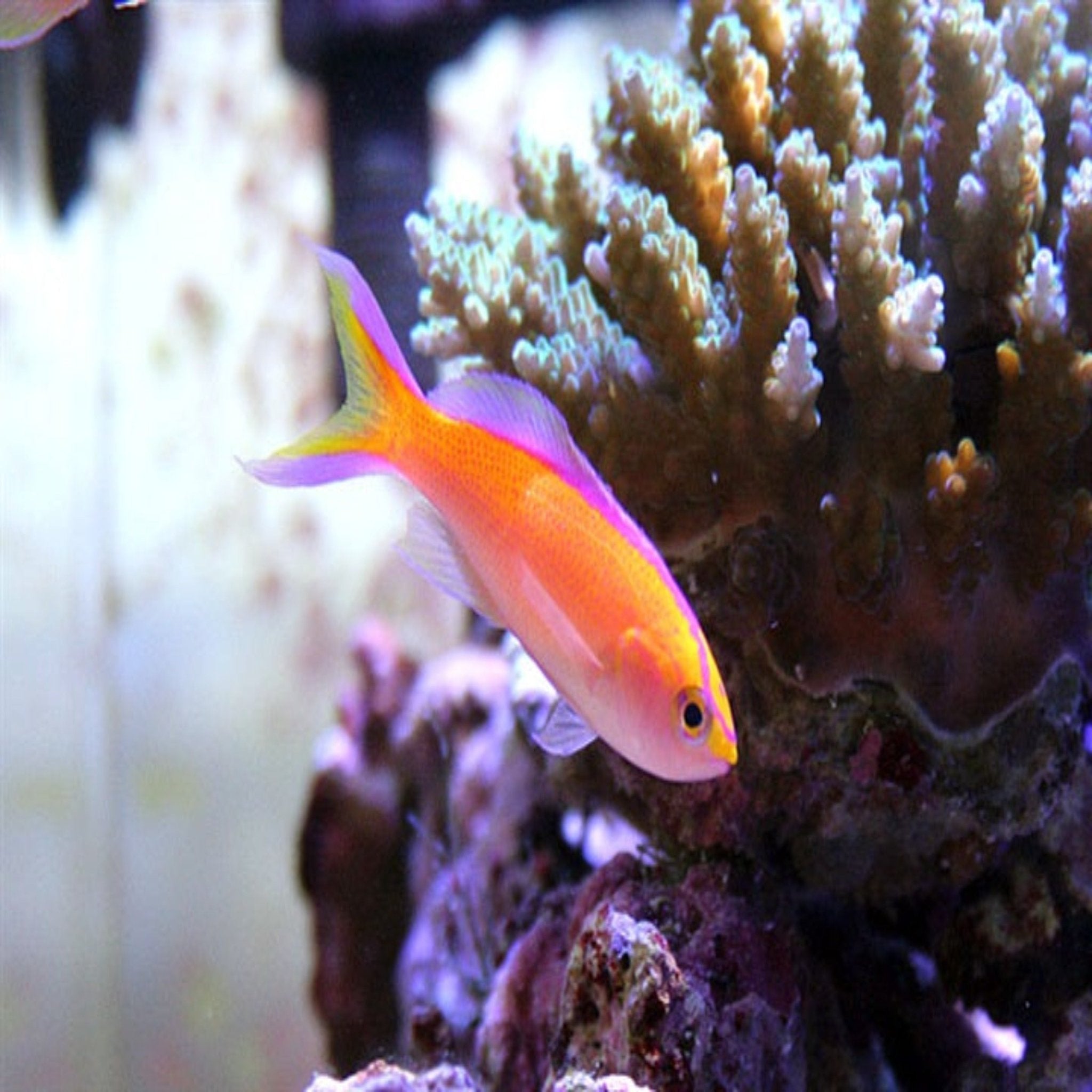 Diamond Anthias (Pseudoanthias Parvustrus)