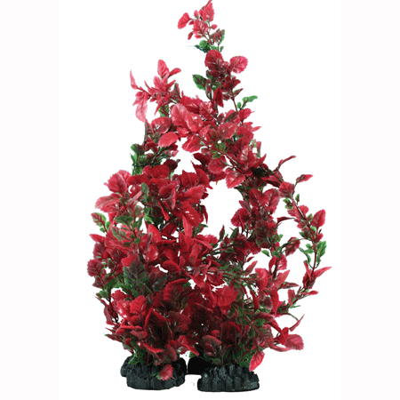 Hugo Kamishi Rose Leaf Green & Red 20cm - Aquarium Plant - Aqua Group