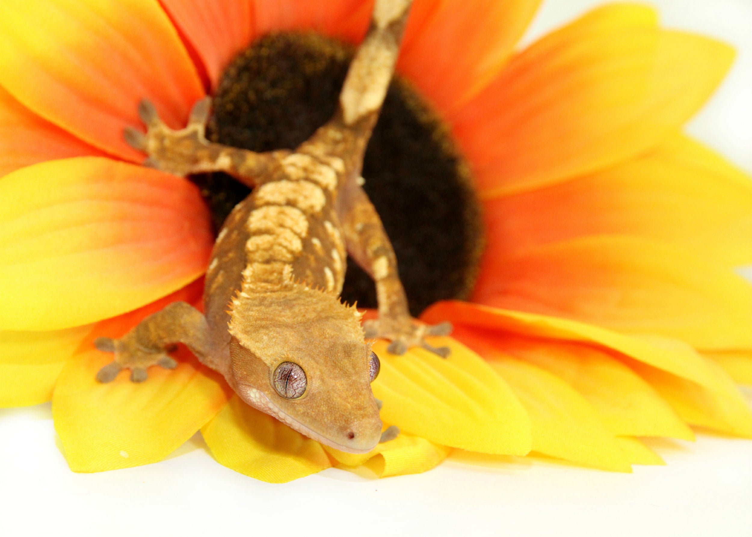 CB Harlequin Crested Gecko