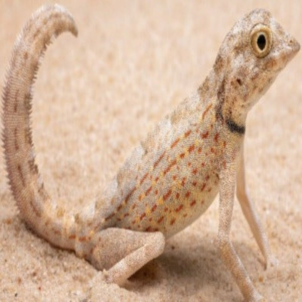 CB Scorpion Gecko