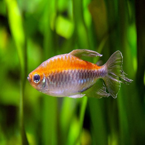 Congo Tetra