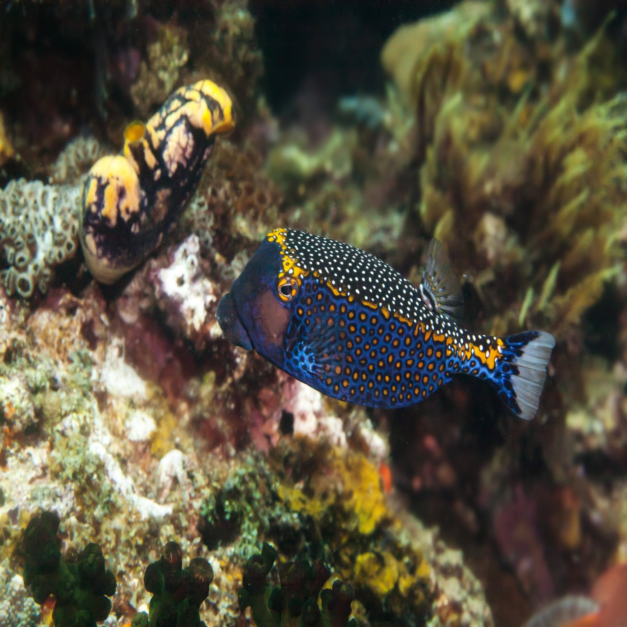 Hawaiian Box- Male