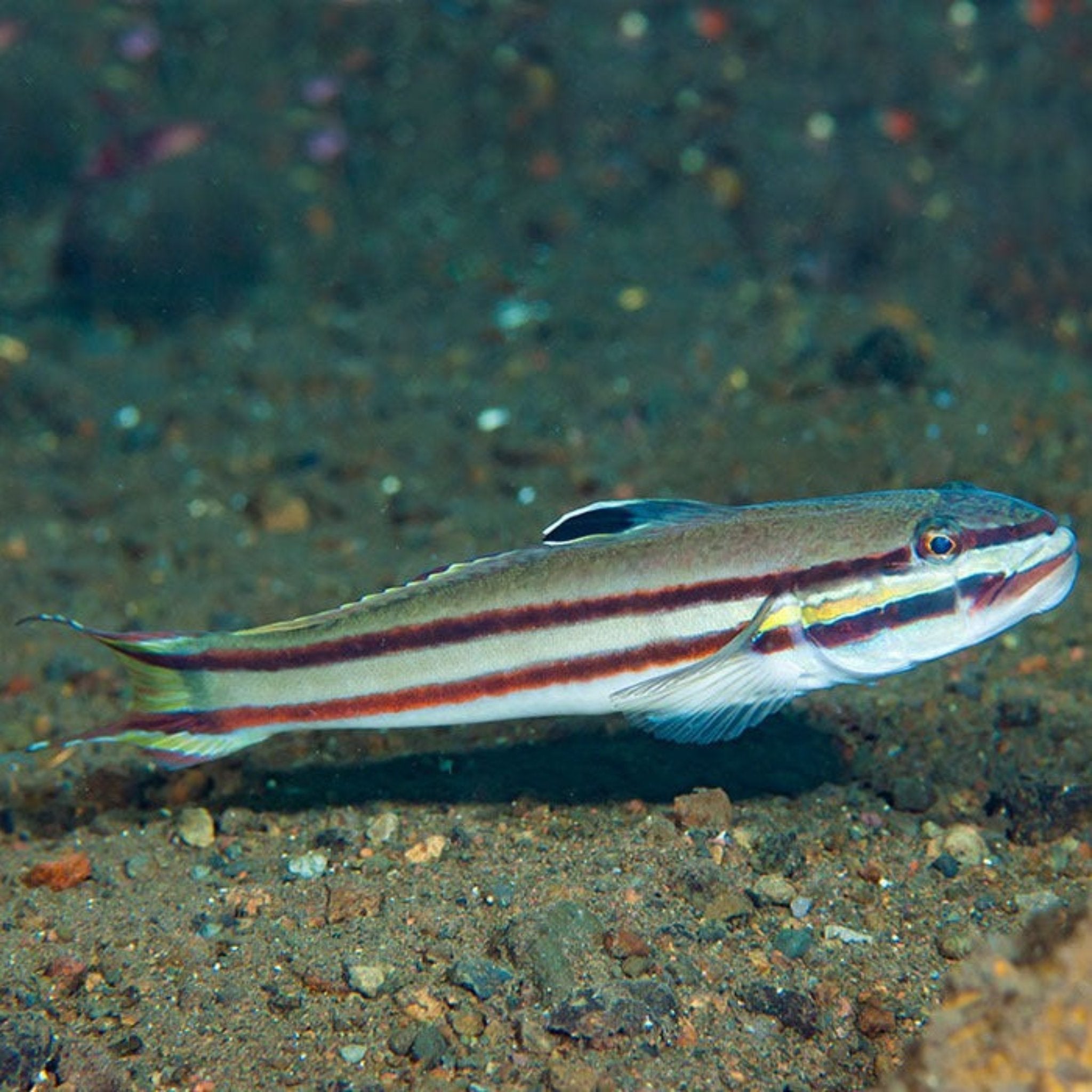 Jam Sandwich Goby