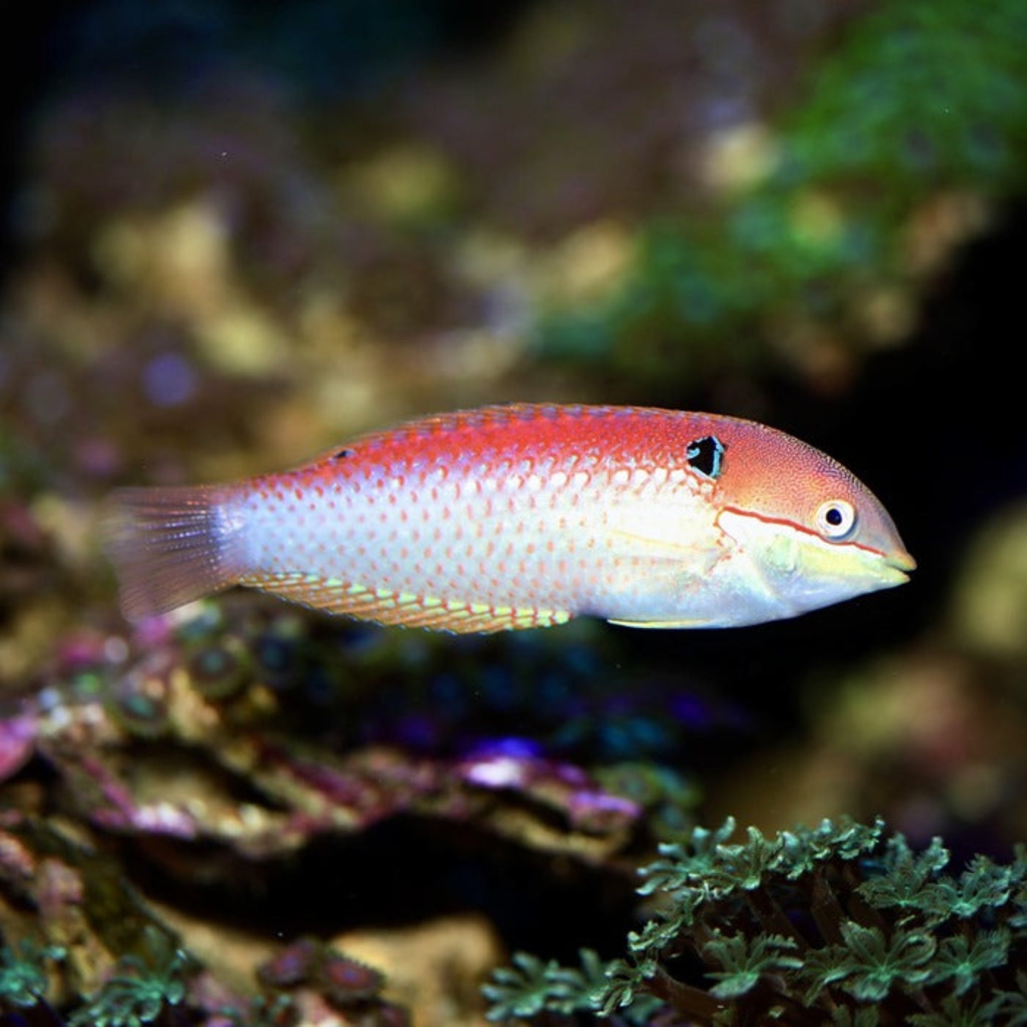 Vivienne's Wrasse