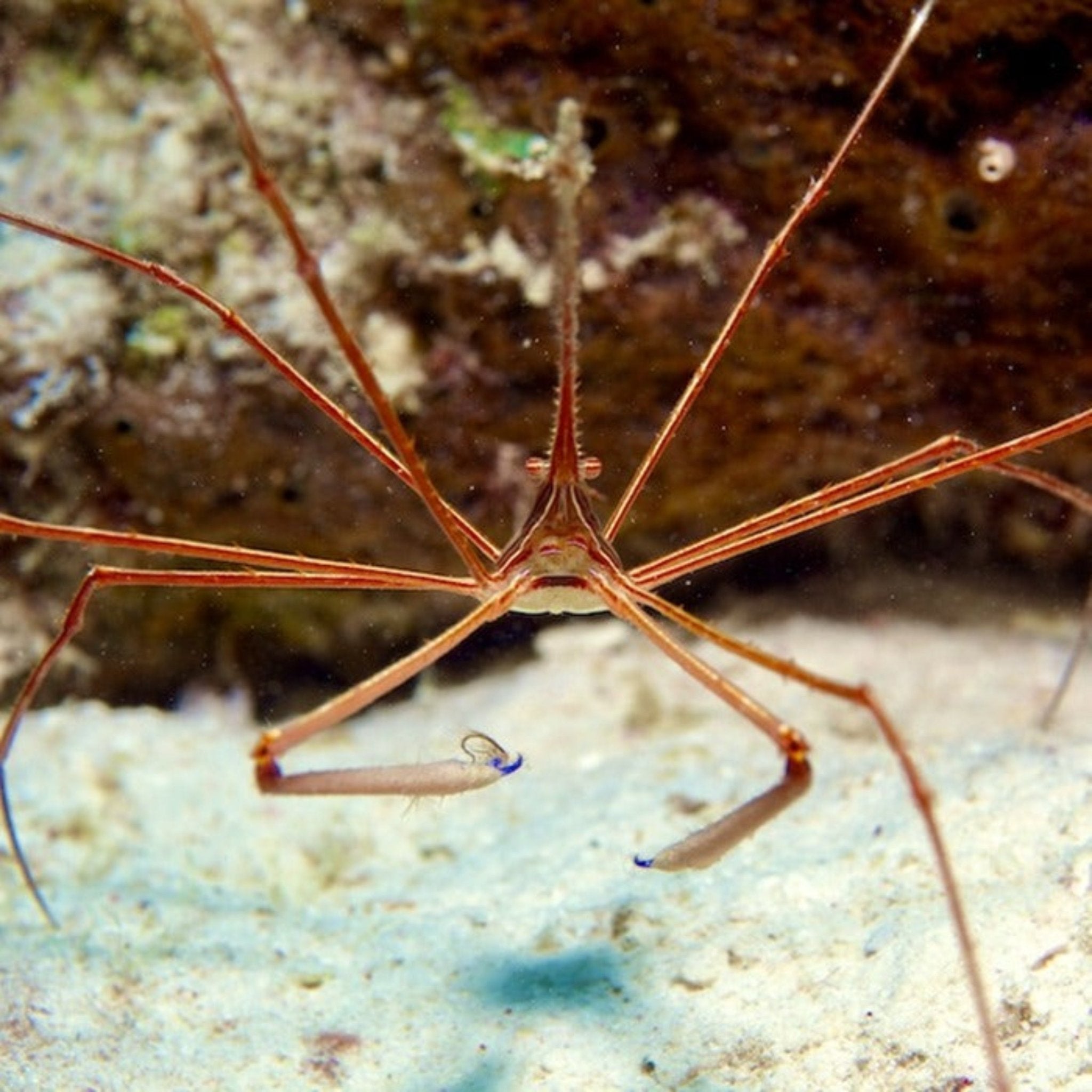 Arrowhead Crab