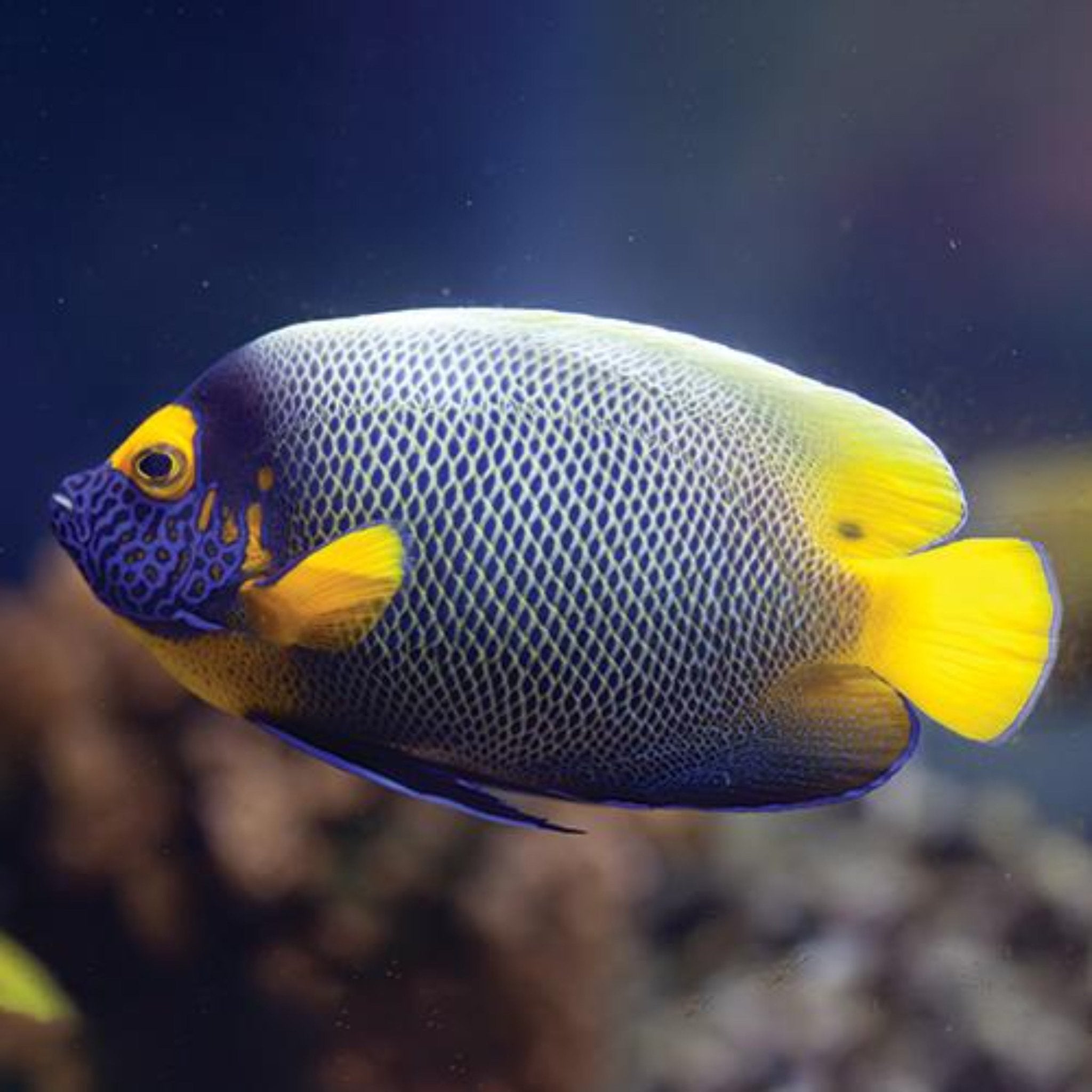 Blueface Angelfish