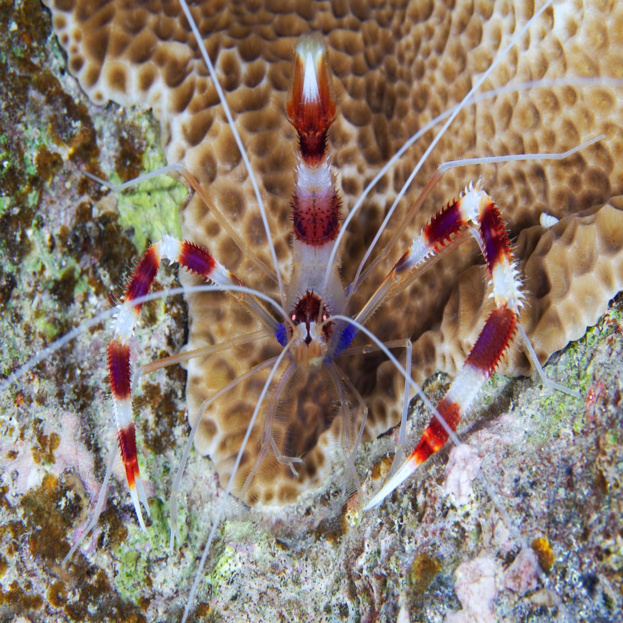 Boxing Shrimp