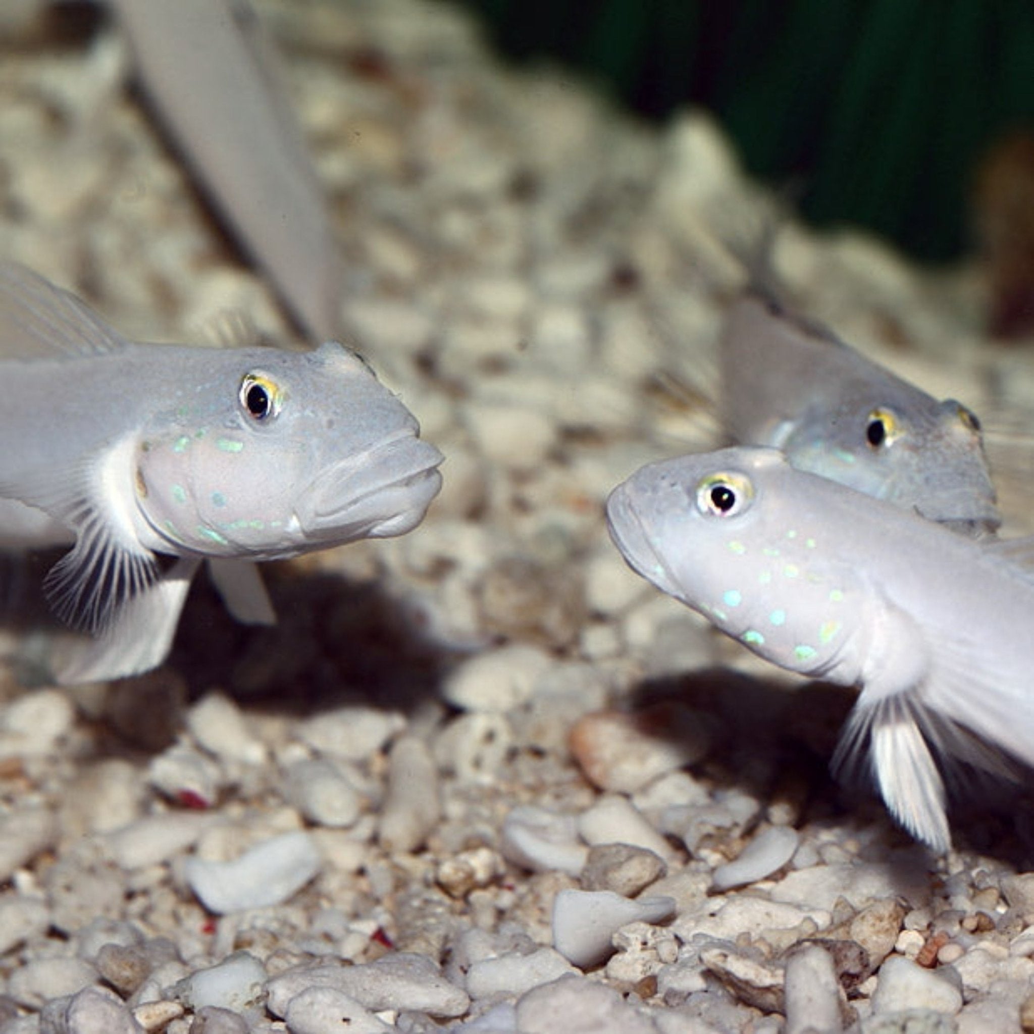 Chalk Goby - West Ind Ocean