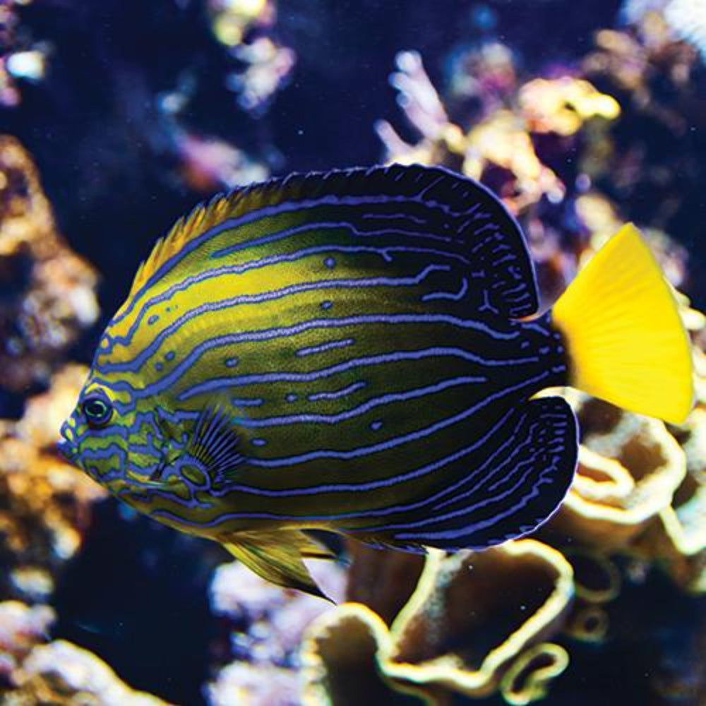Chinese Blueline Angelfish