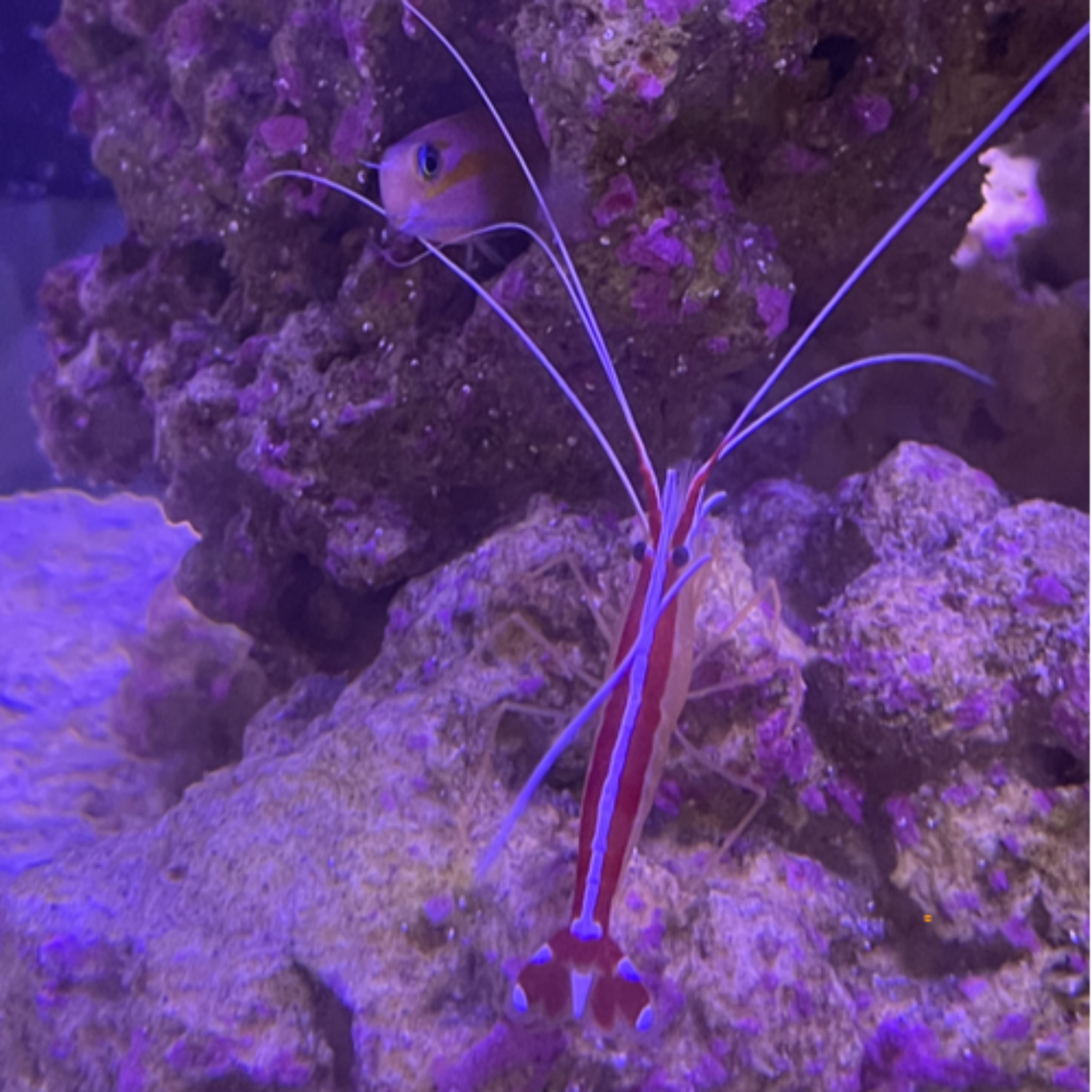 Cleaner Shrimp