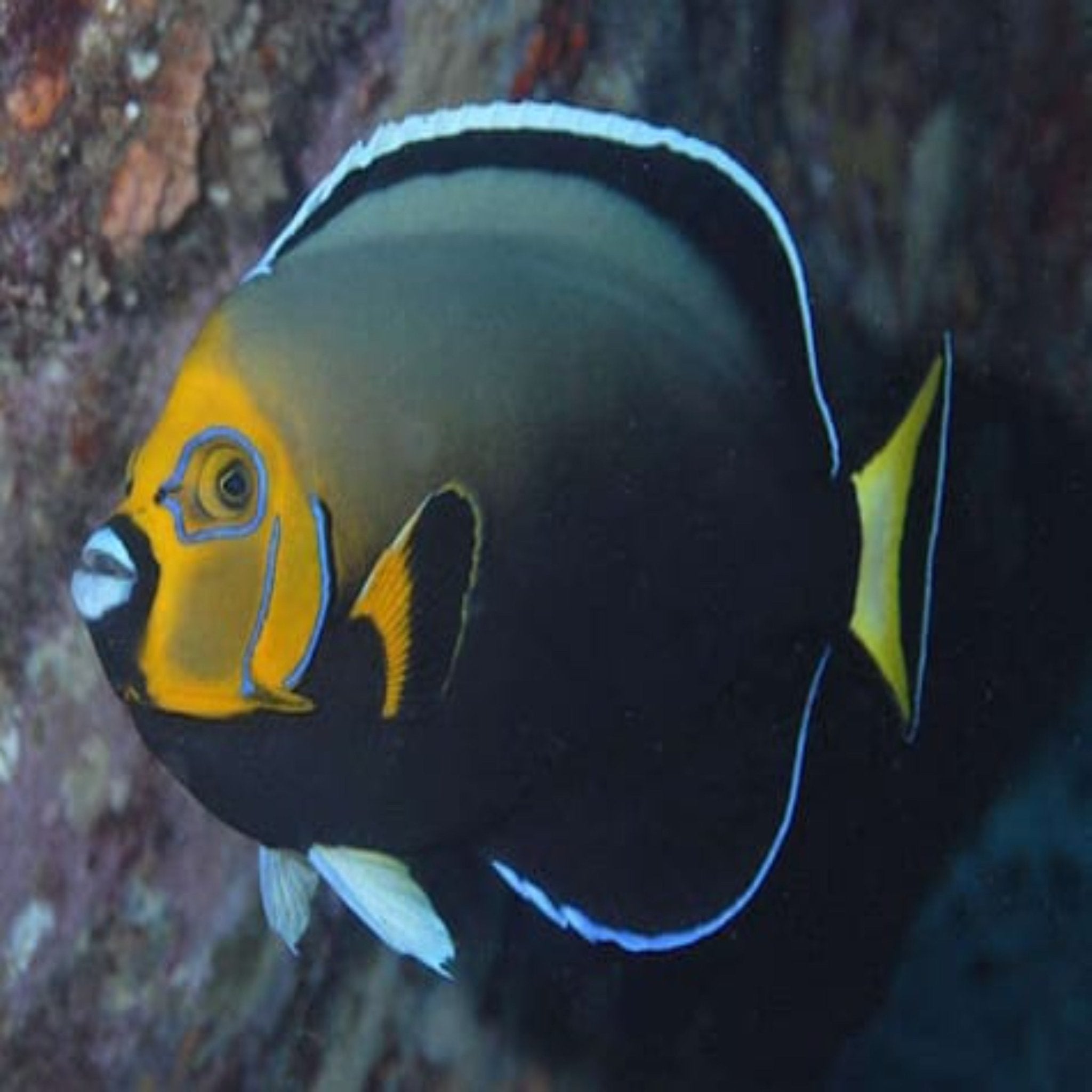 Conspicuous Angelfish