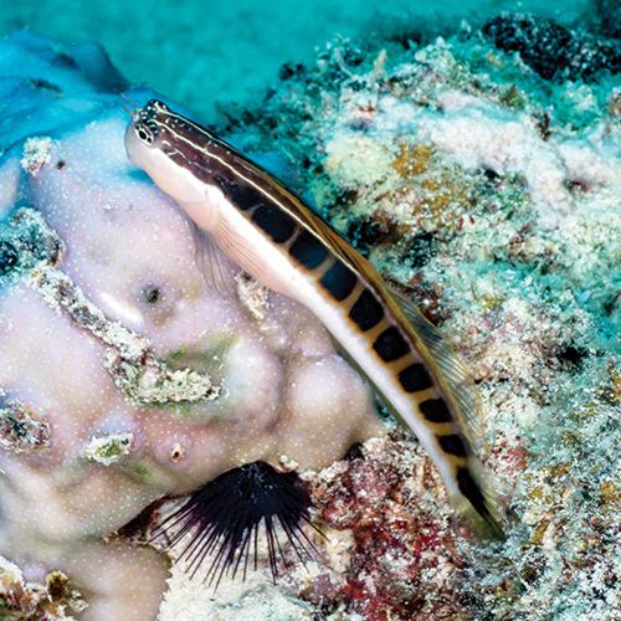 Dot Dash Blenny