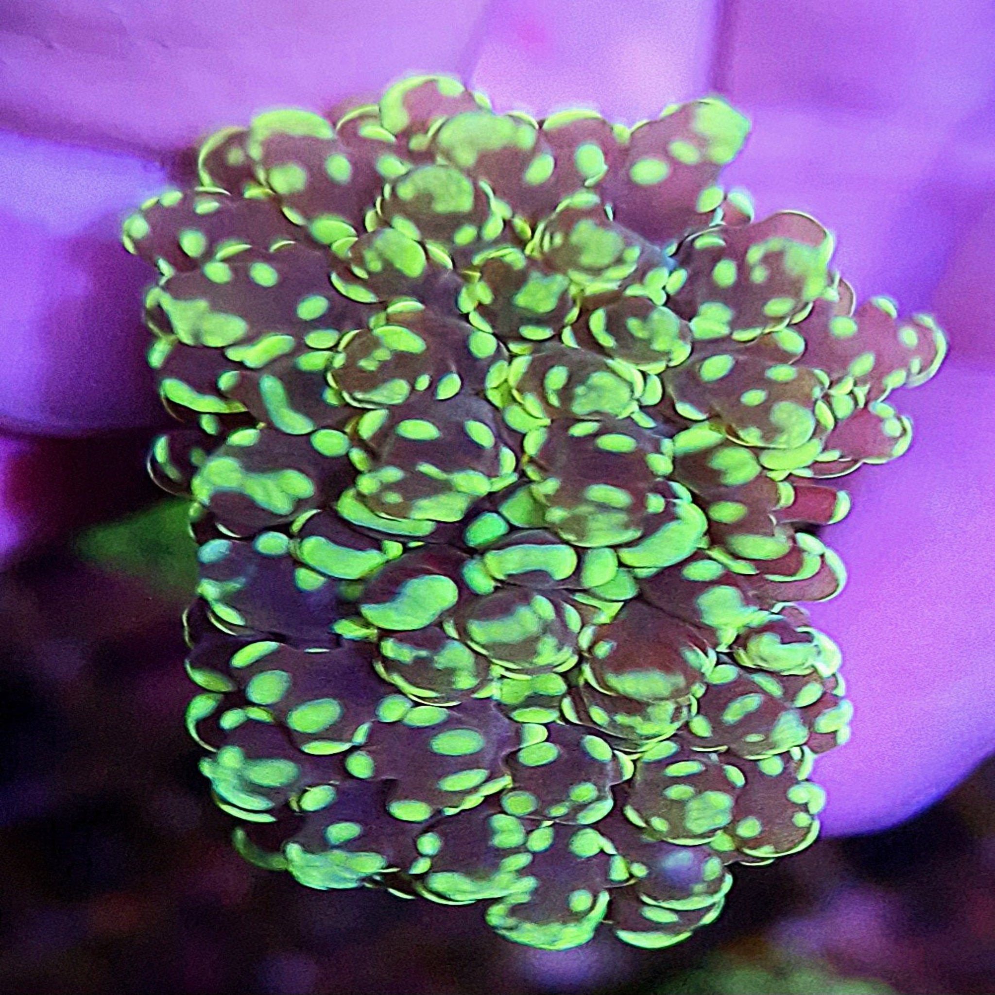 Green Frogspawn