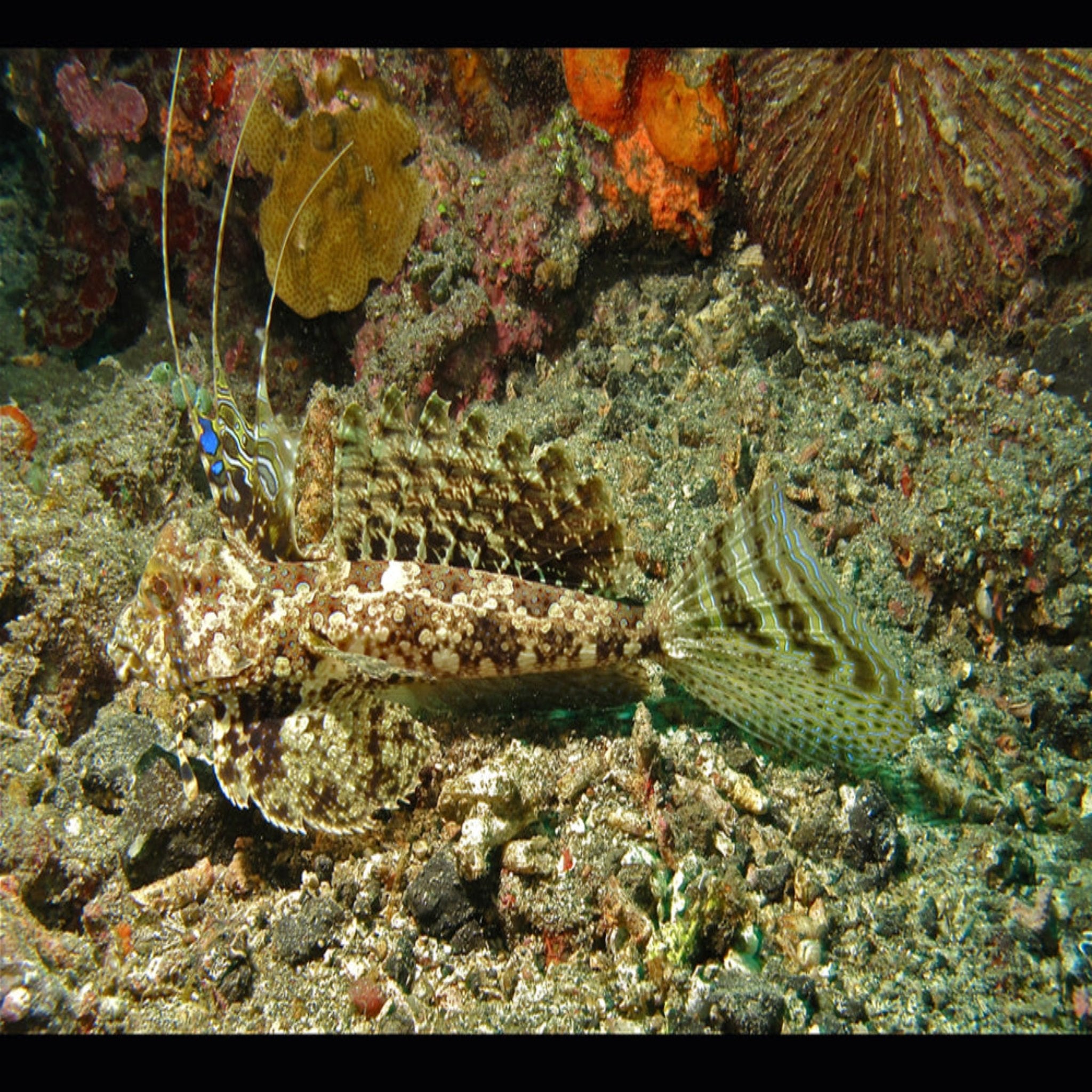 Gurnard - Dactylopus dactylopus