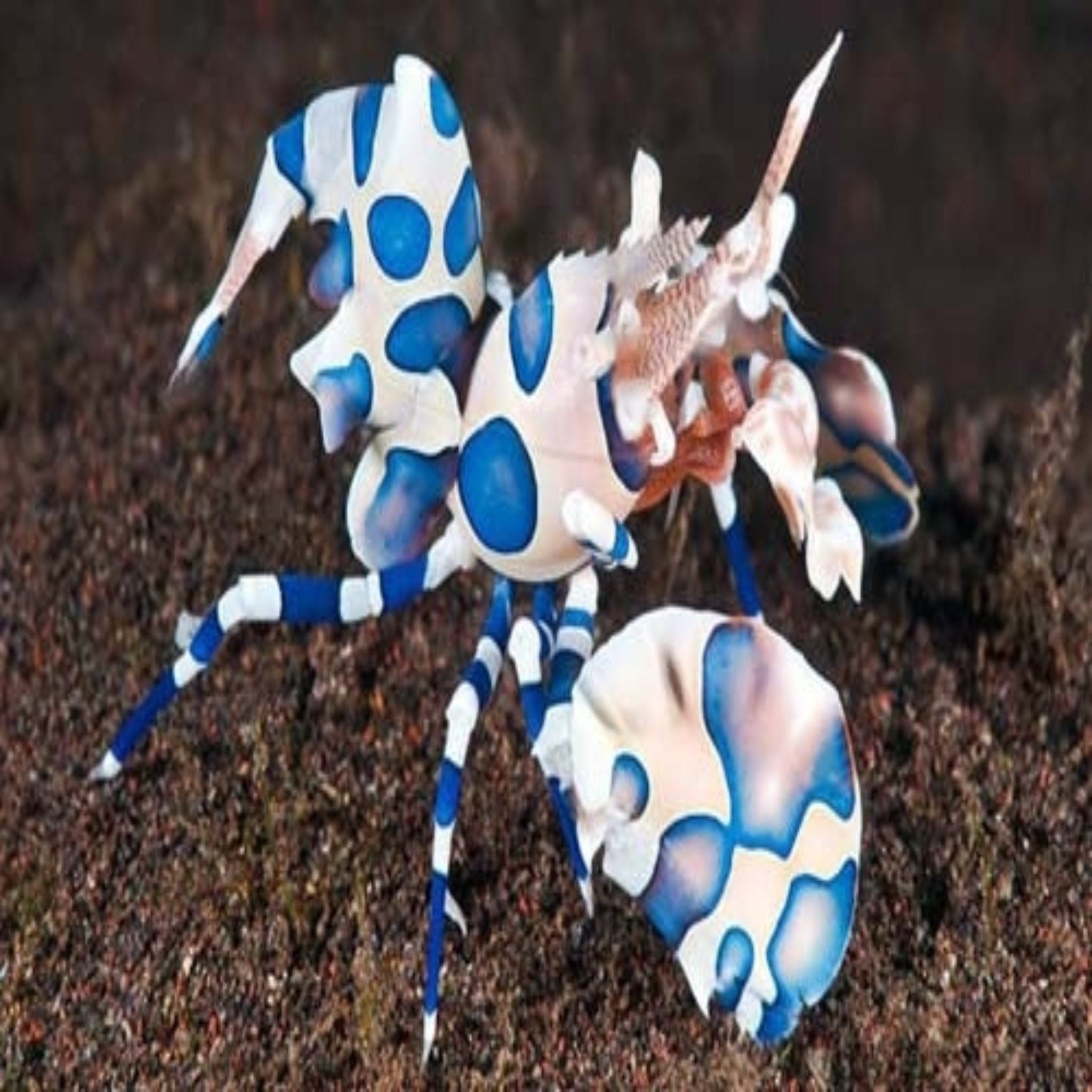 Harlequin Shrimp