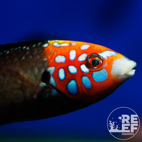 Hawaiian Wrasse - Redtail