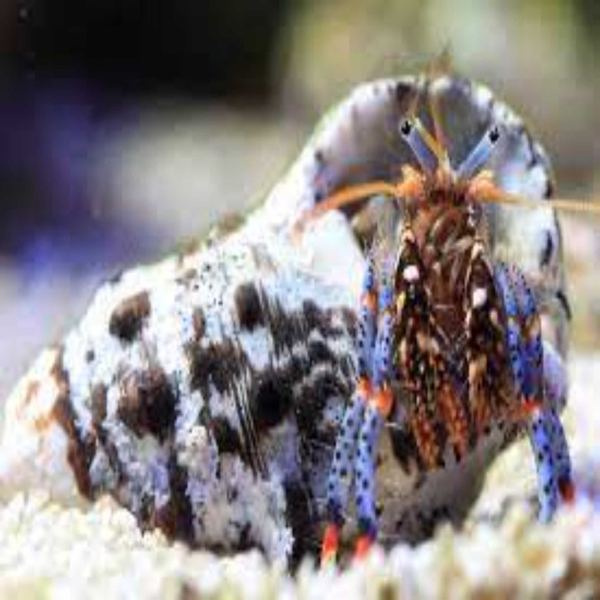 Hermit Crab - Blue Leg