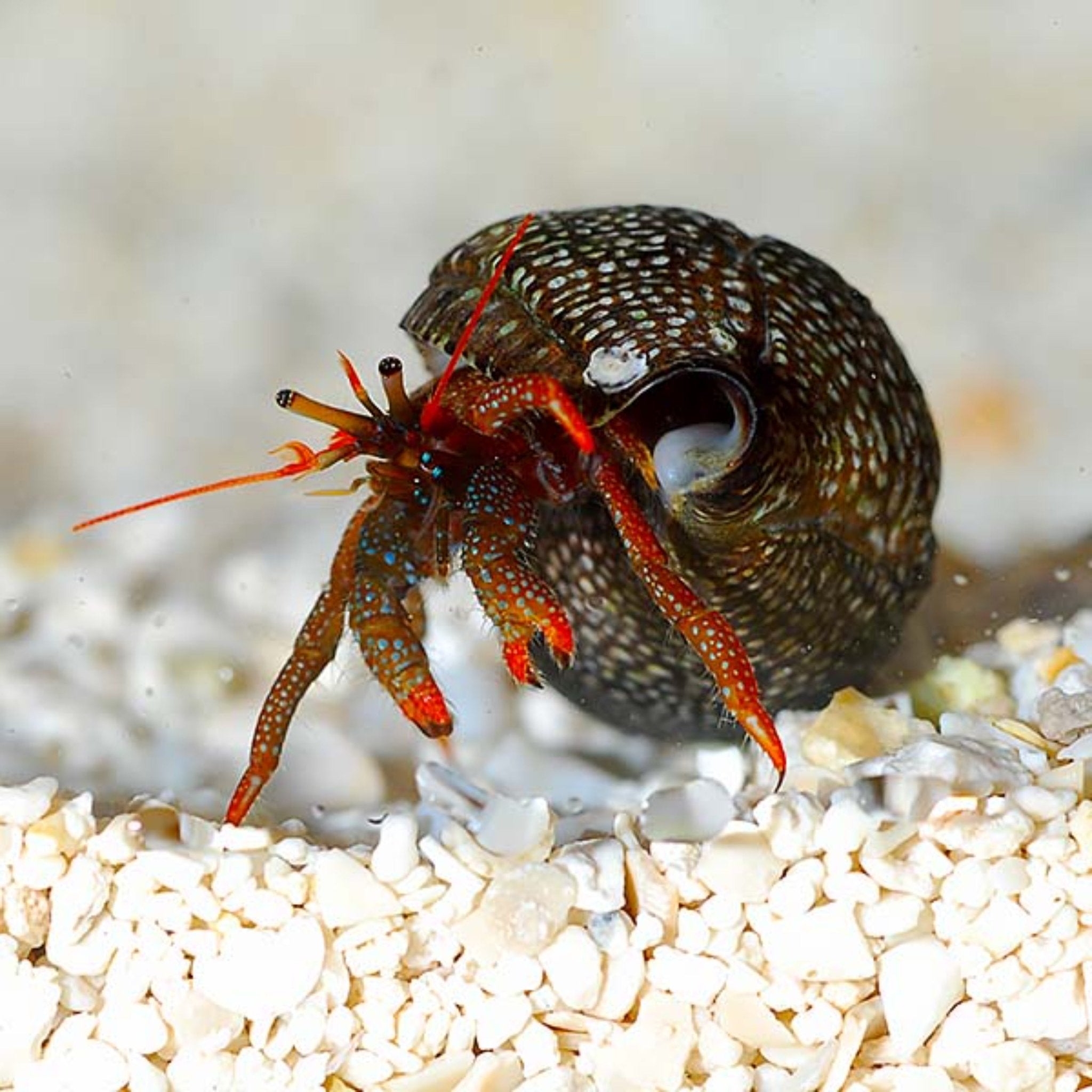 Hermit Crab - Rock (Mexican)