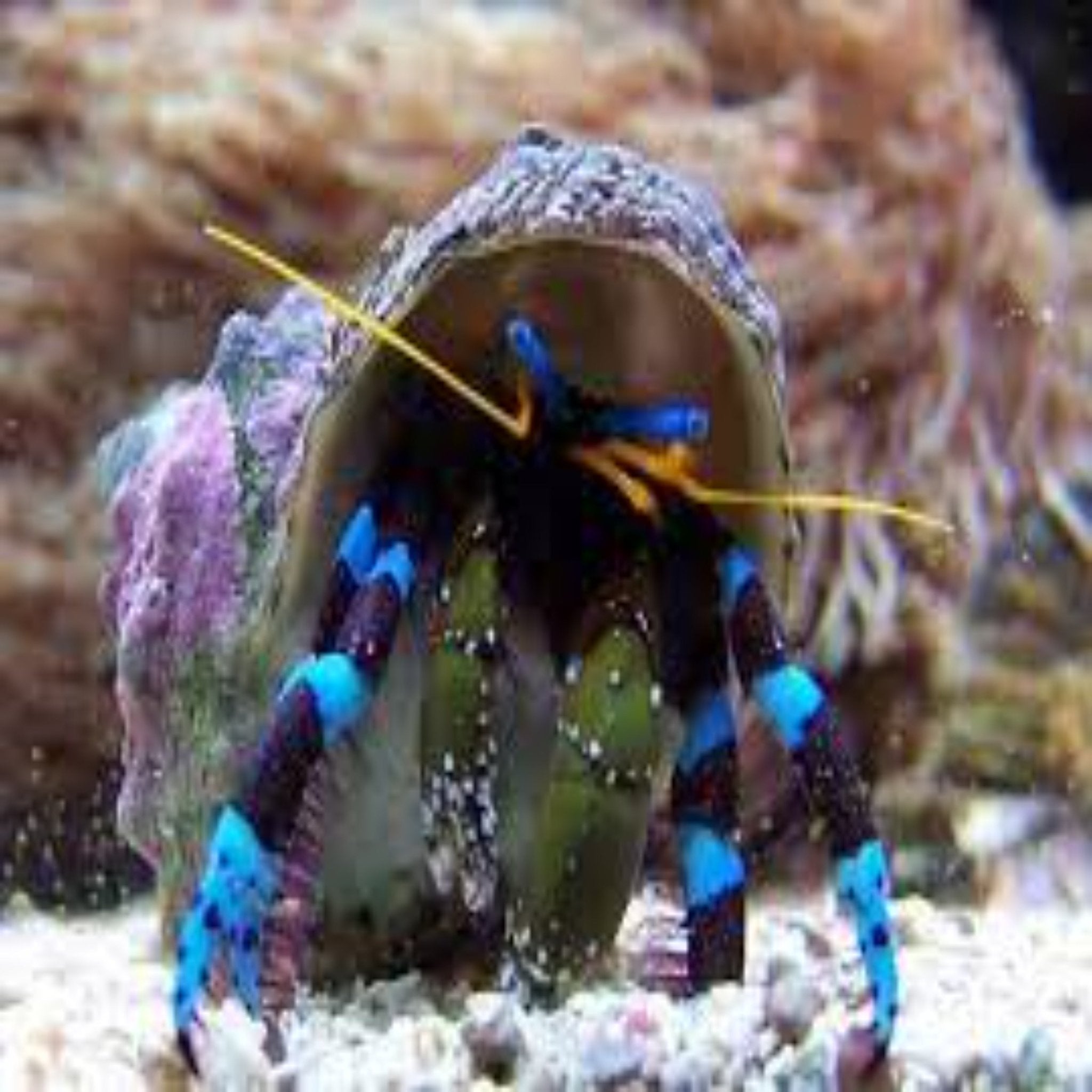 Hermit-Crab-Soccer-Blue-Leg