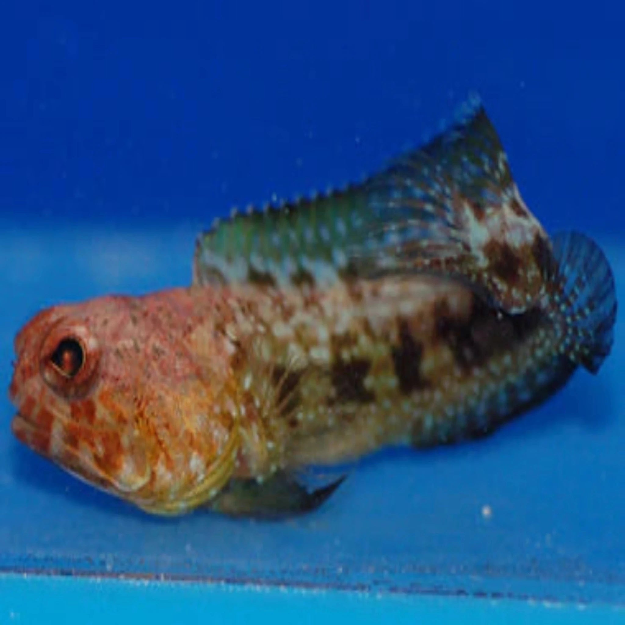 Jawfish - Red