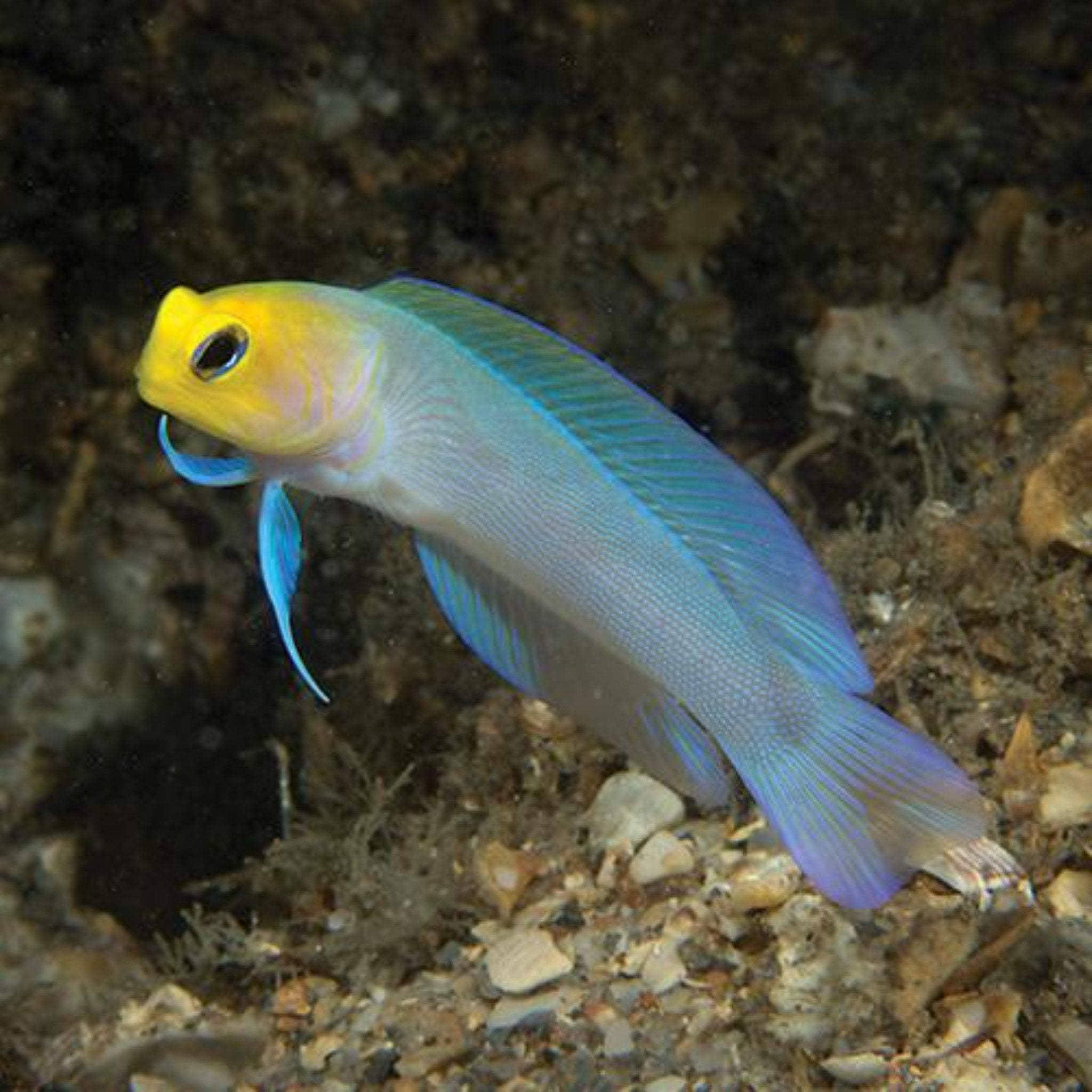 Jawfish Jawfish Moustache Jawfish Harry's Marine Life