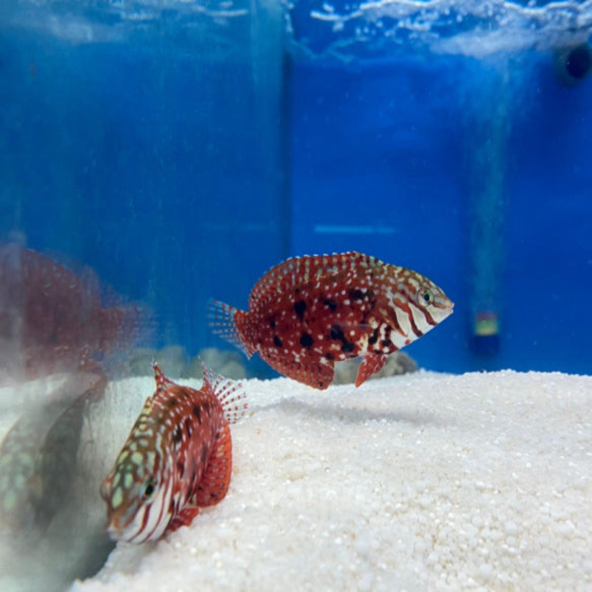 Lapillus Wrasse