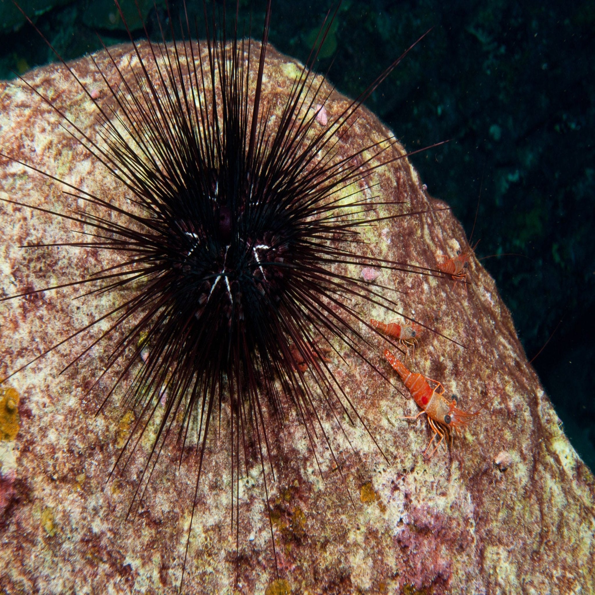 Long Spine Urchin