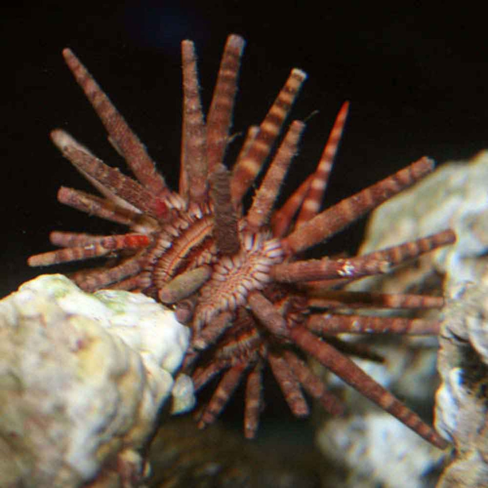 Mine Urchin