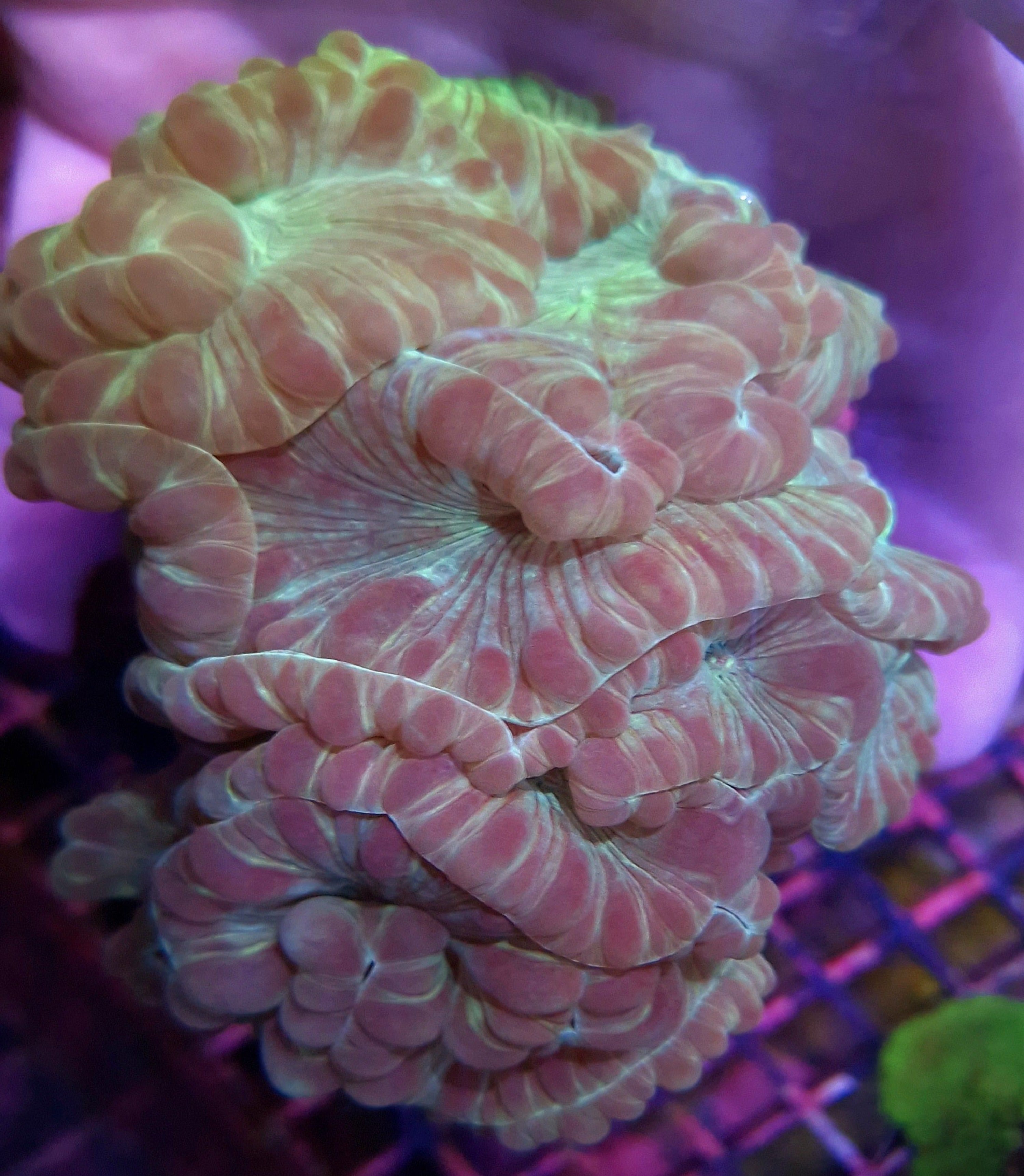 Nemenzophyllia (Fox Coral)