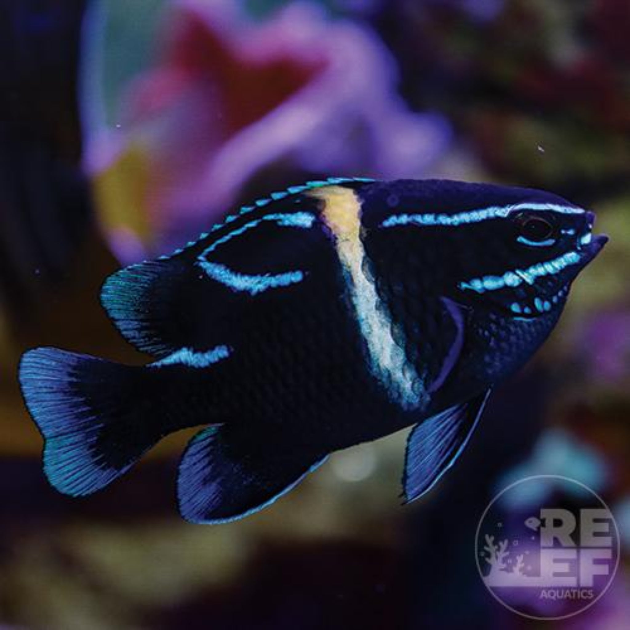 Neon Velvet Damsel