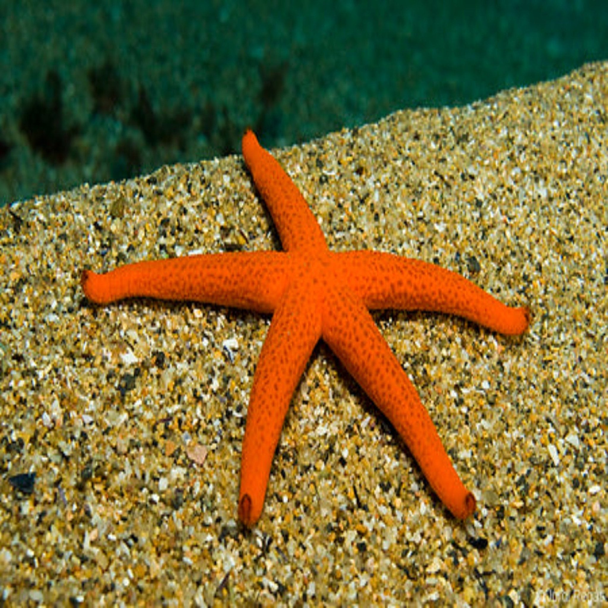 Orange Finger Starfish