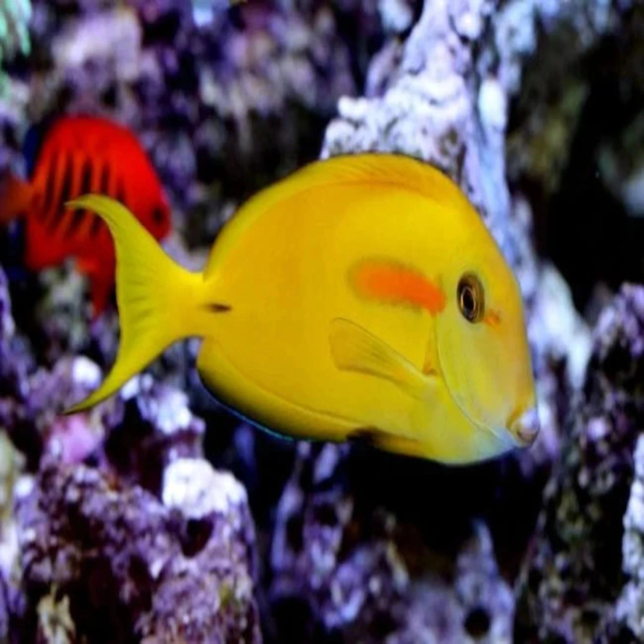 Orange Shoulder Tang : J - Melanesia