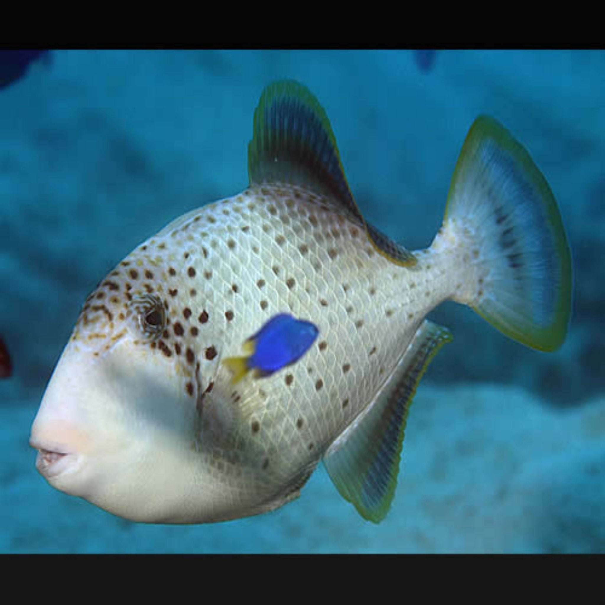 Panda Triggerfish