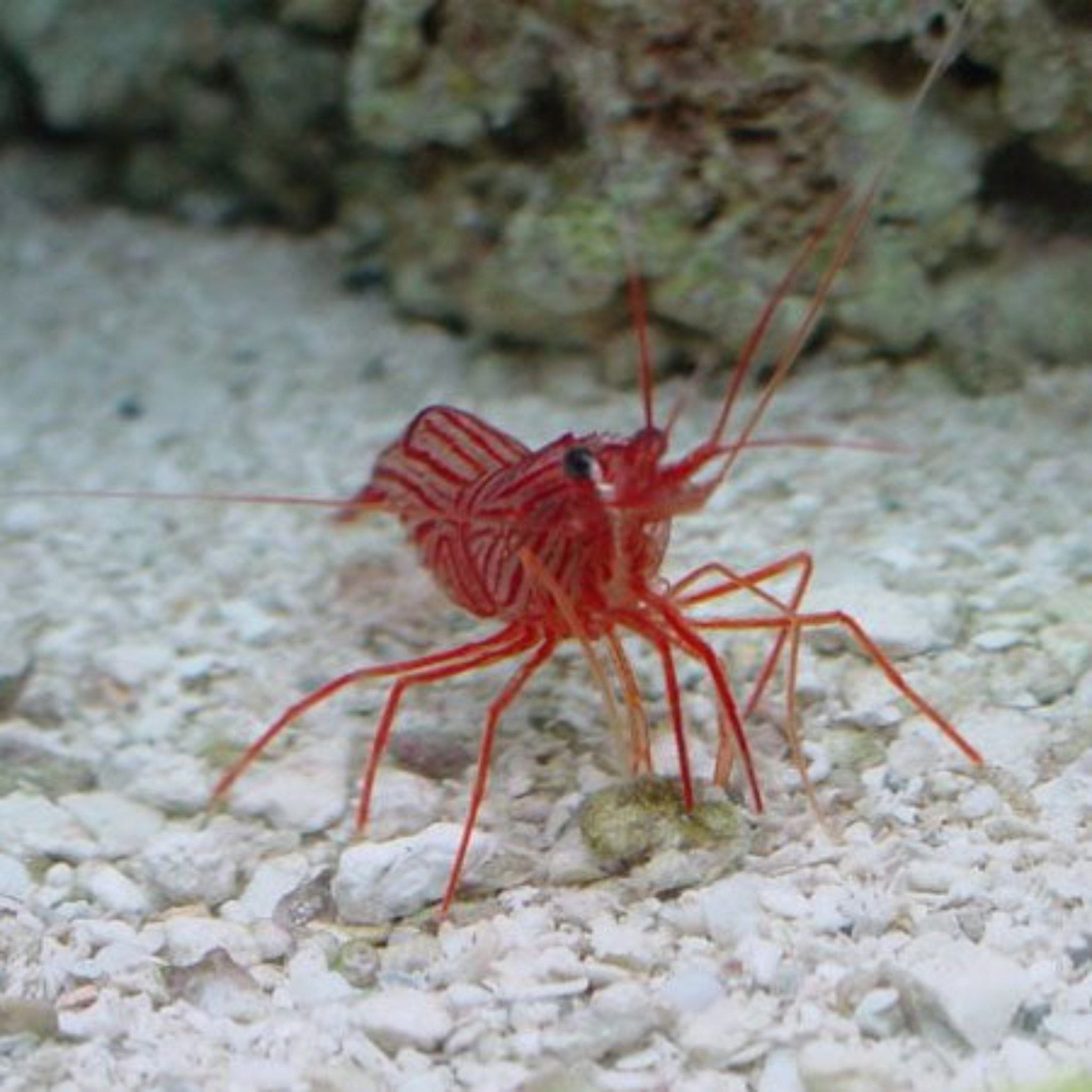 Peppermint Shrimp