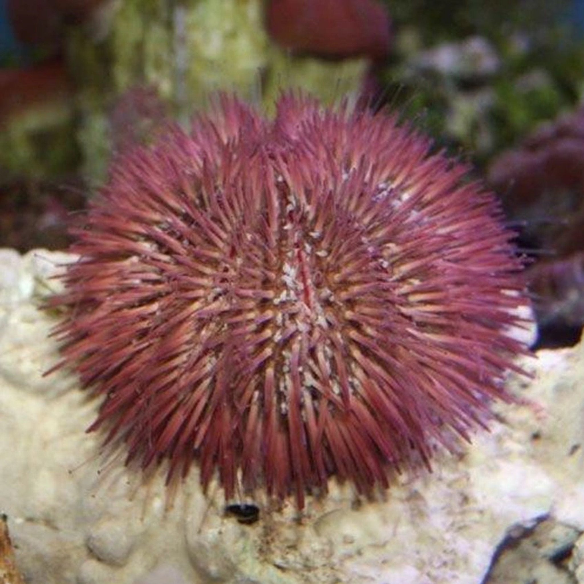 Pincushion Urchin