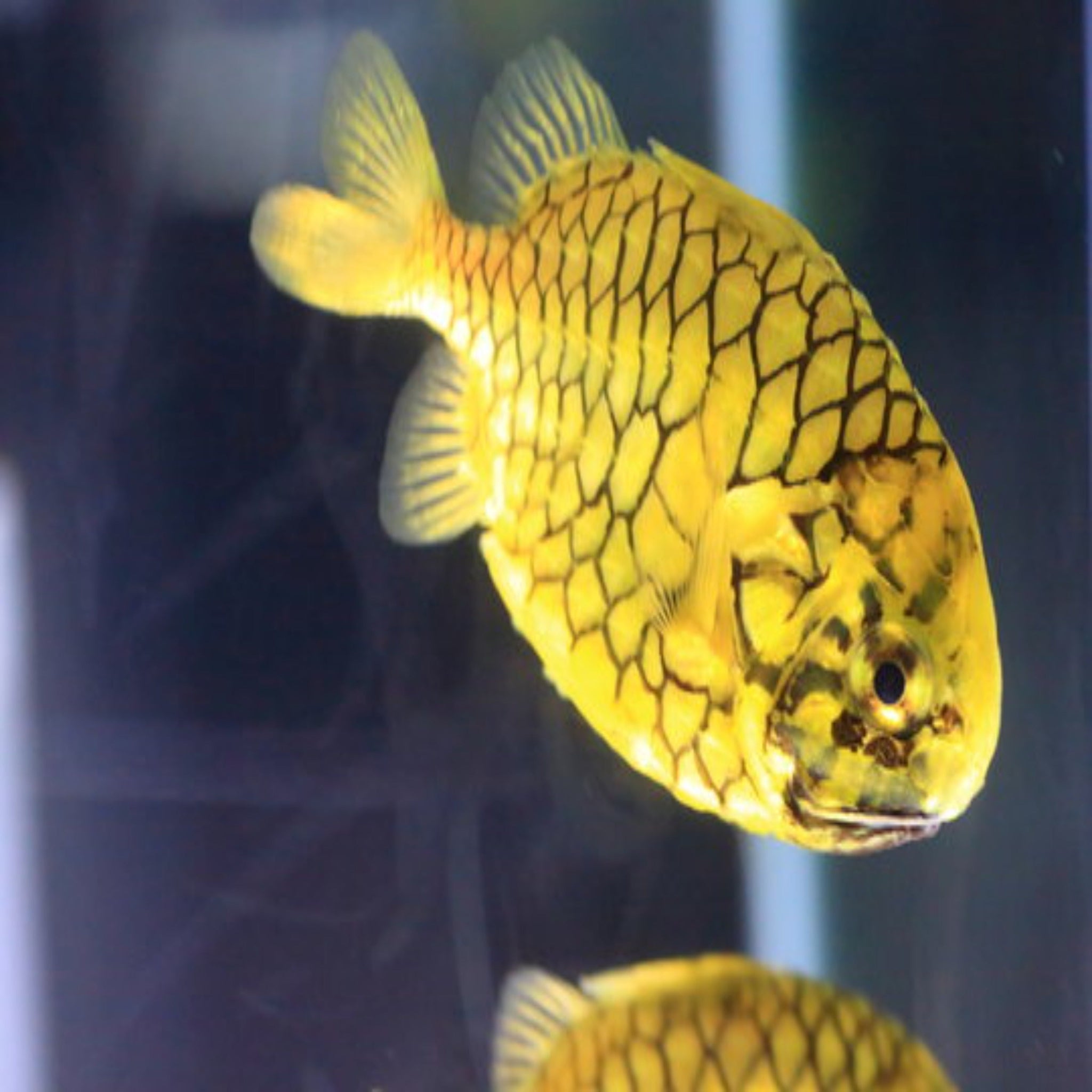 Pine Cone Fish