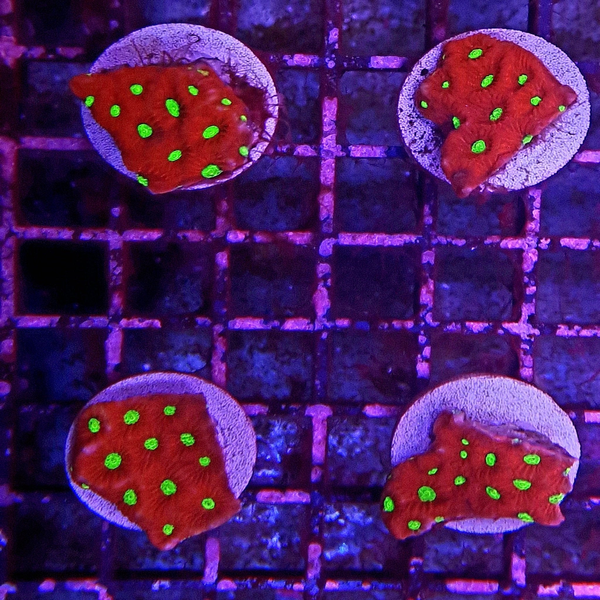 Red War Coral