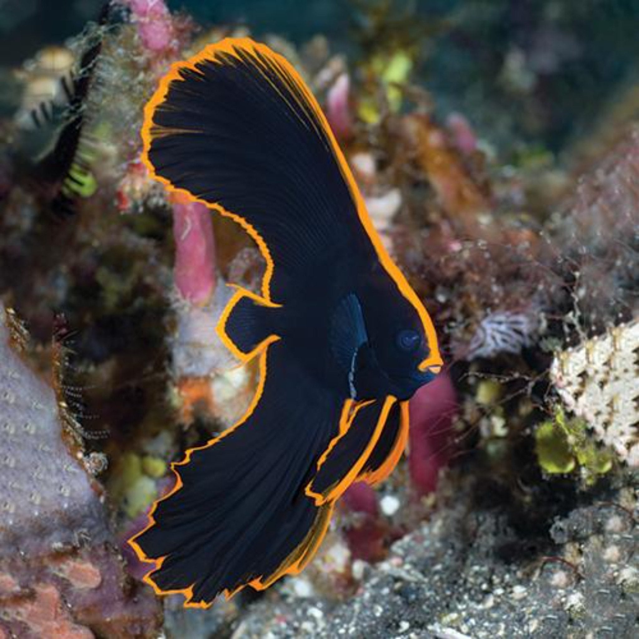 Redface Batfish - Tank Bred