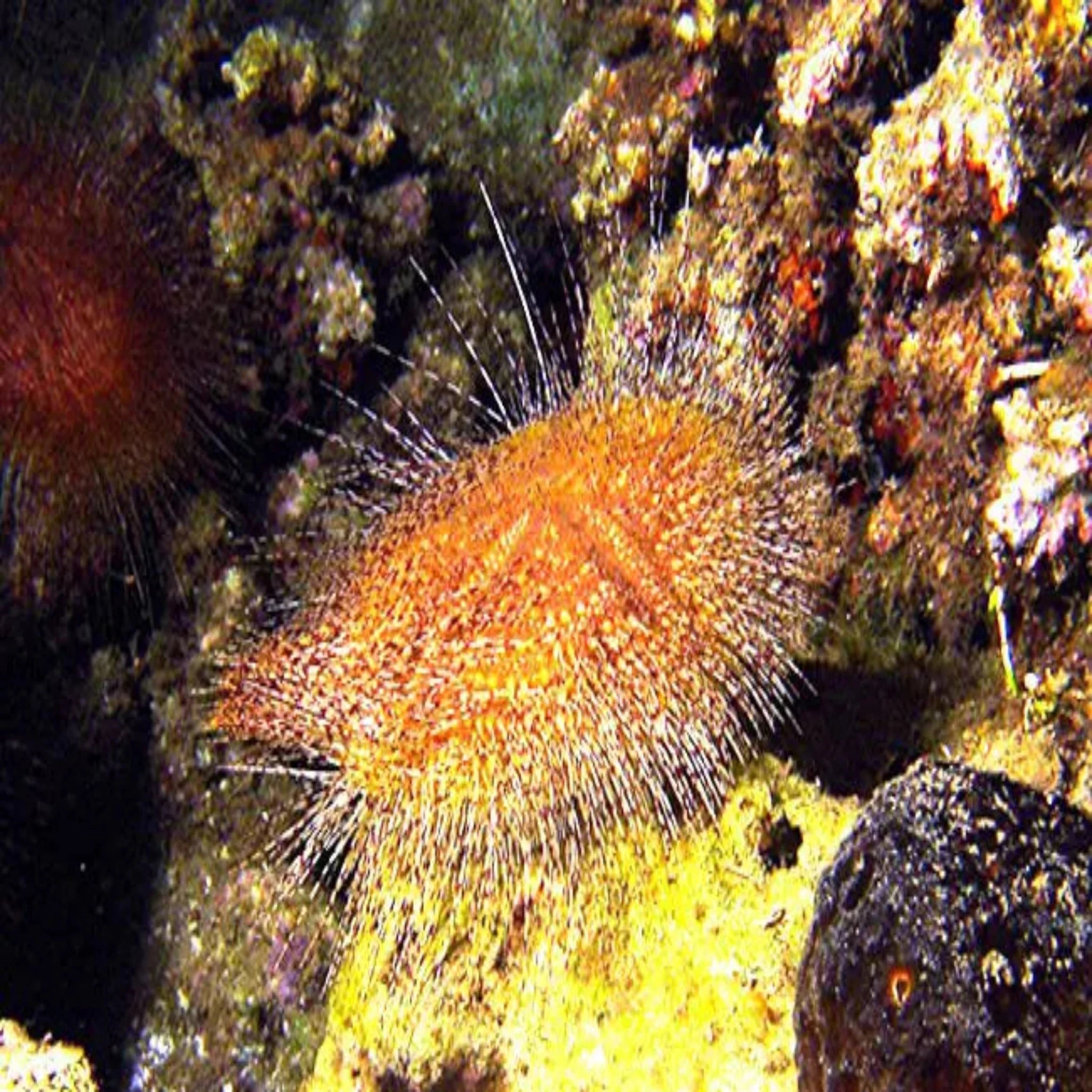 Sea Mouse Urchin