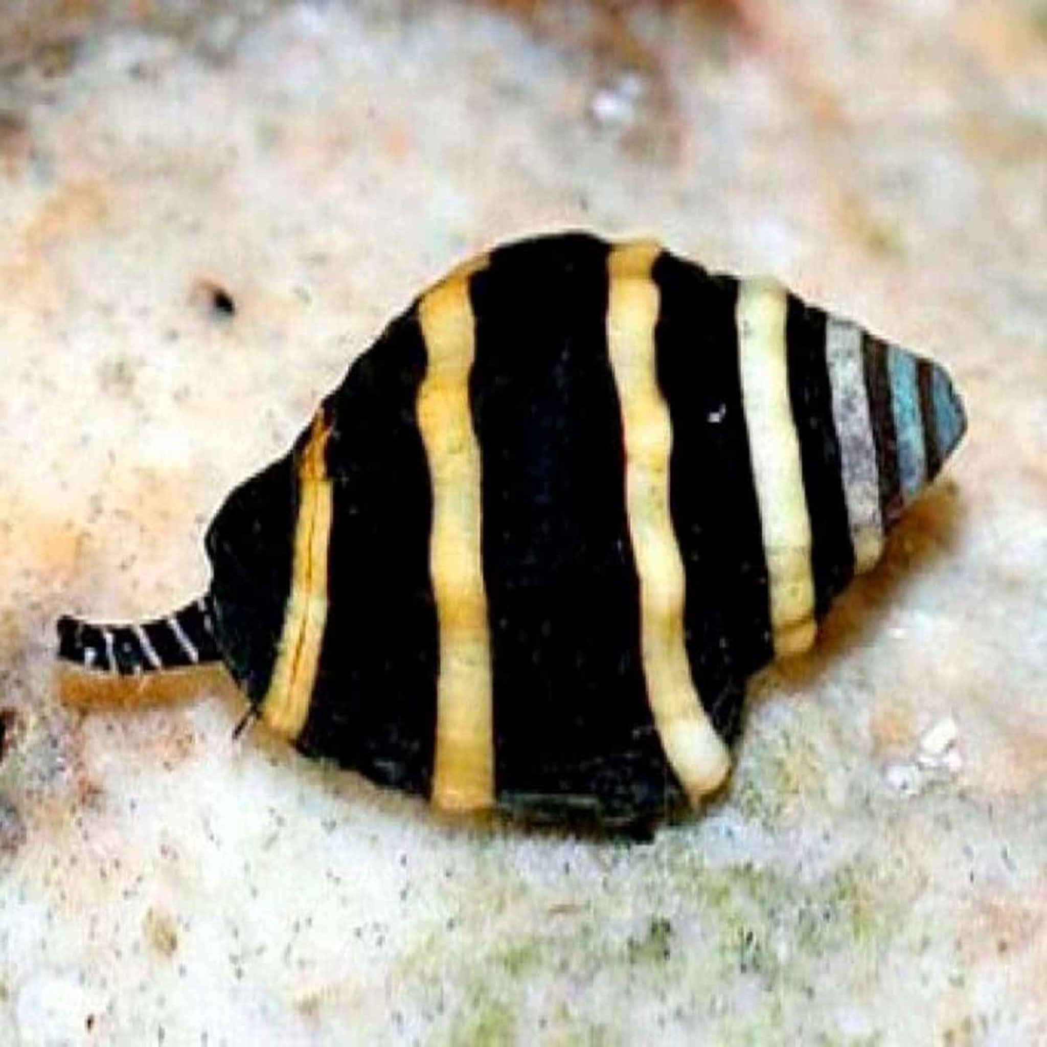 Shell Bee Snail - Bumble Bee