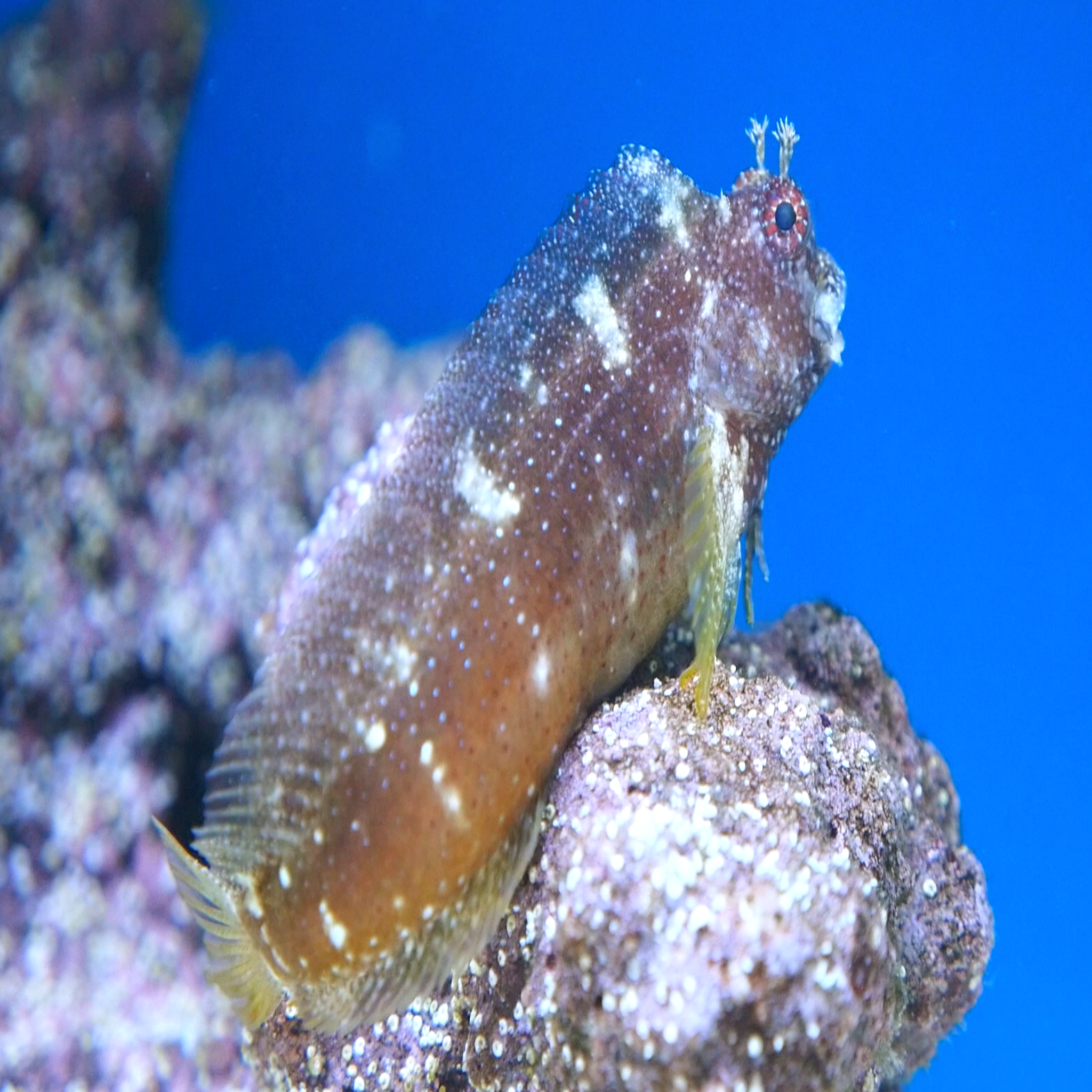 Starry Algae Blenny