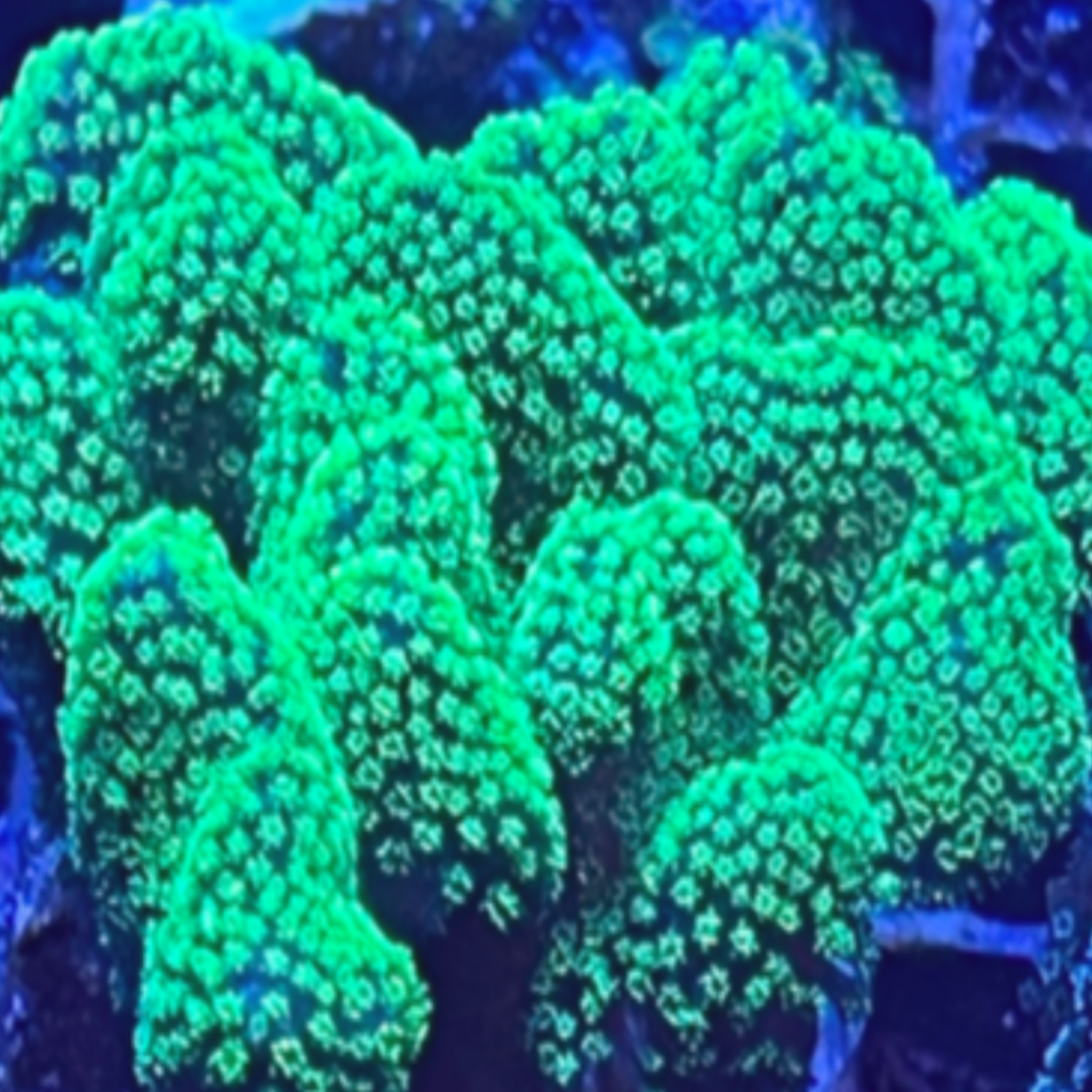 Stylophora Ultra Green (SPS)