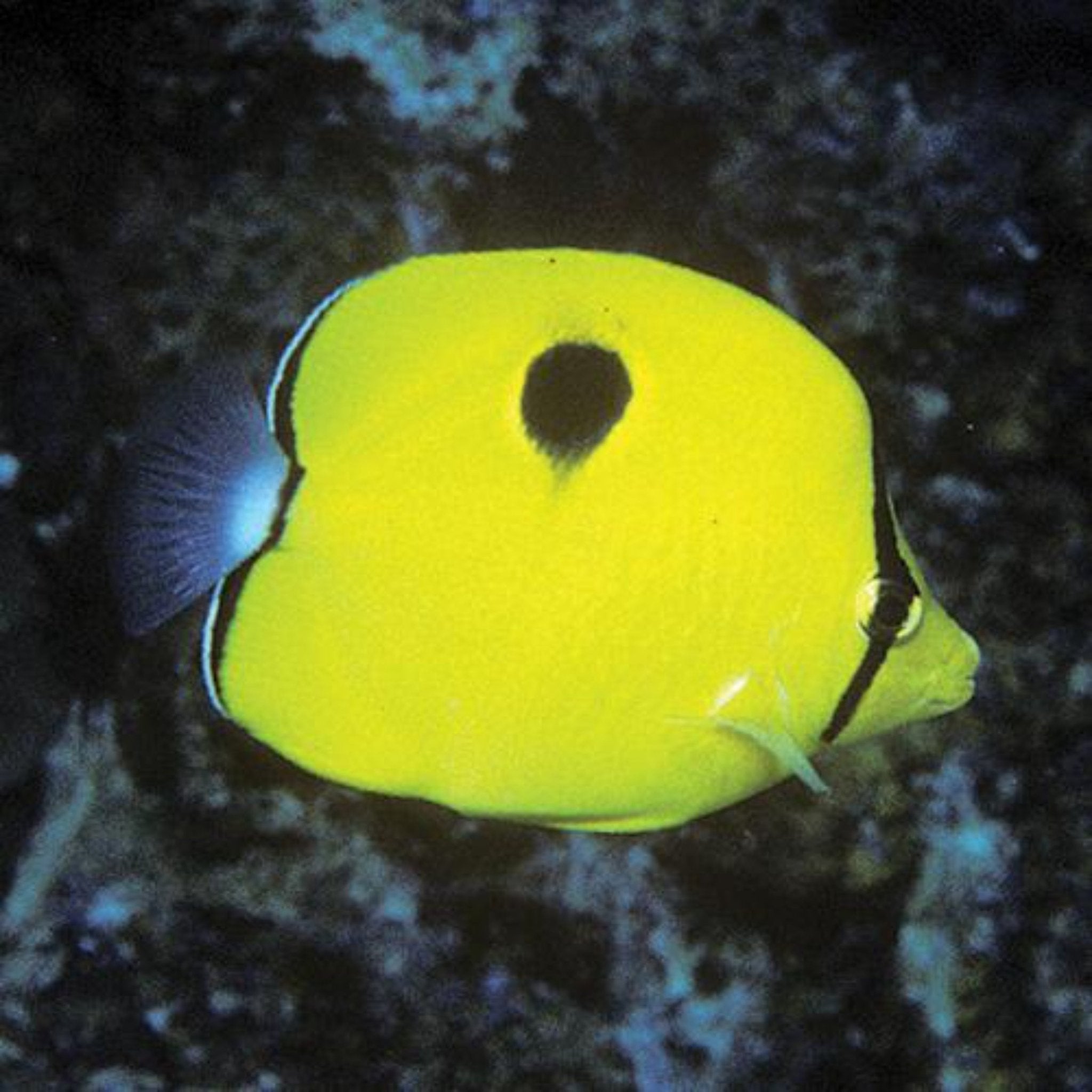 Teardrop Butterfly - West Ind Ocean