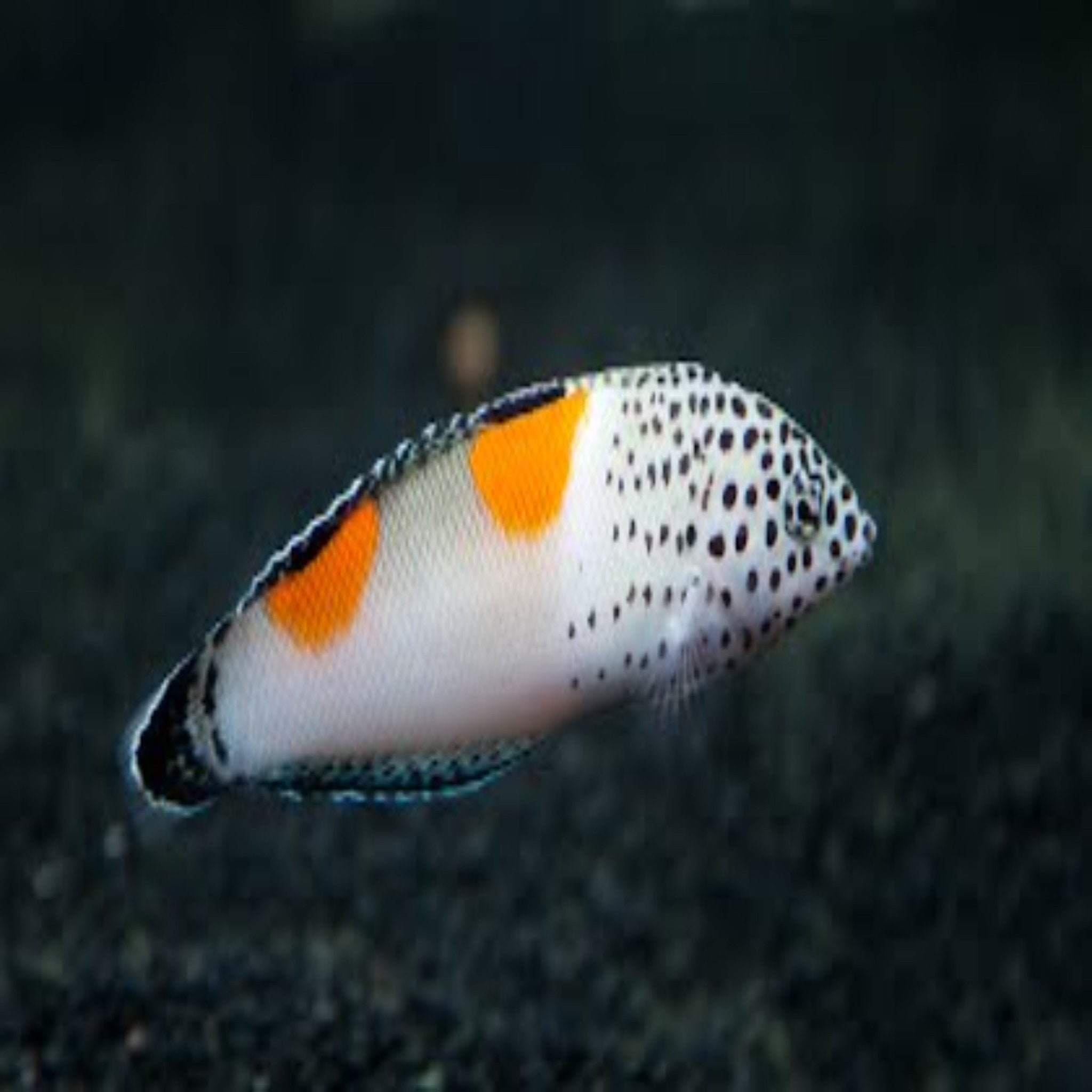 Twinspot Wrasse