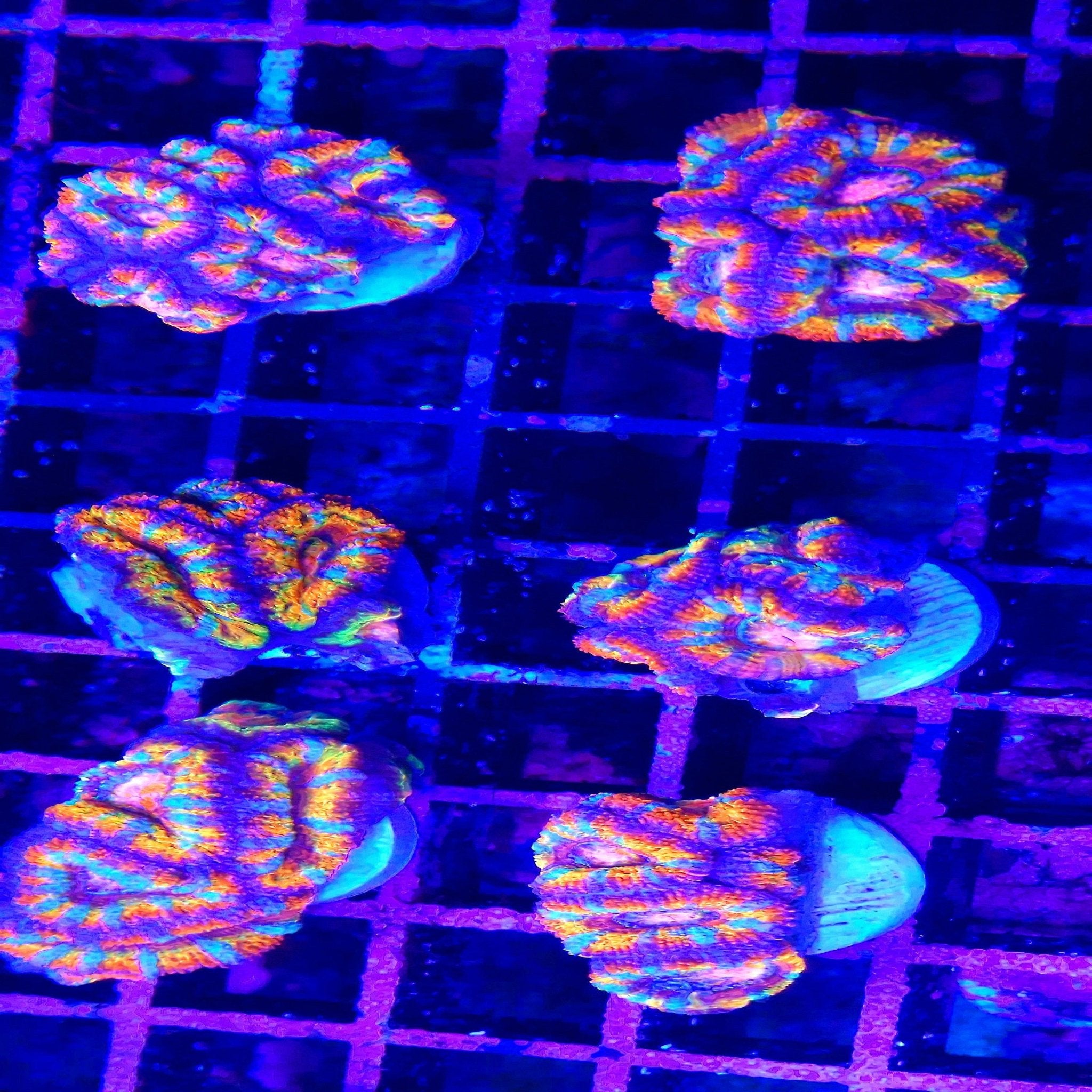 Ultra Rainbow Acan Lord