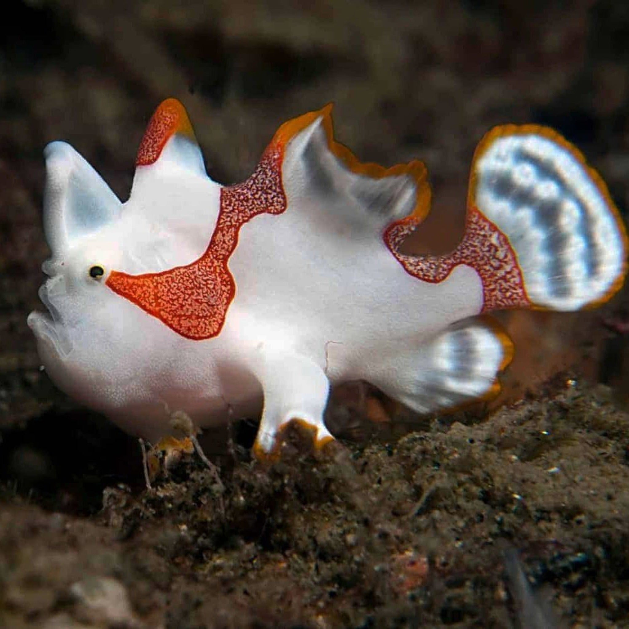 White & Red Wartskin Anglerfish